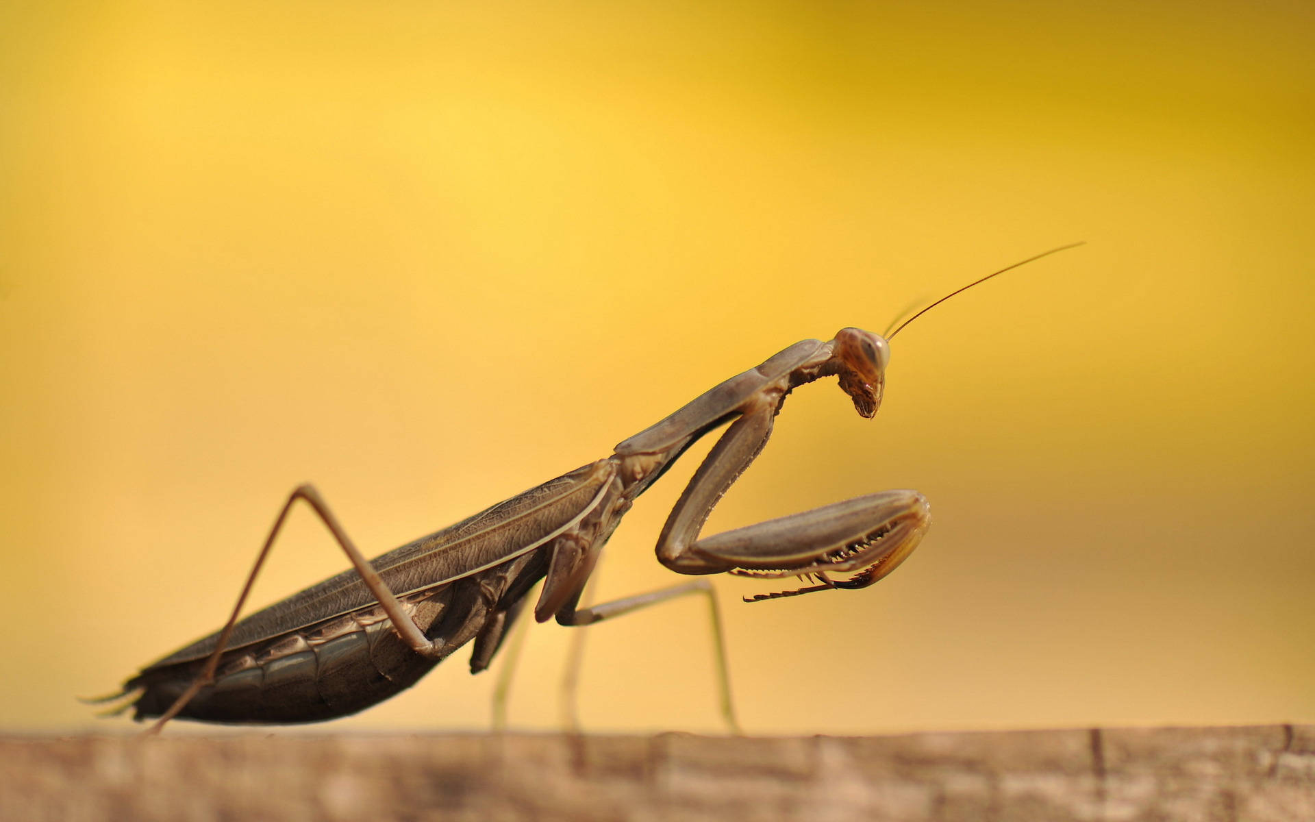 Insect Mantis Light Brown Body Background