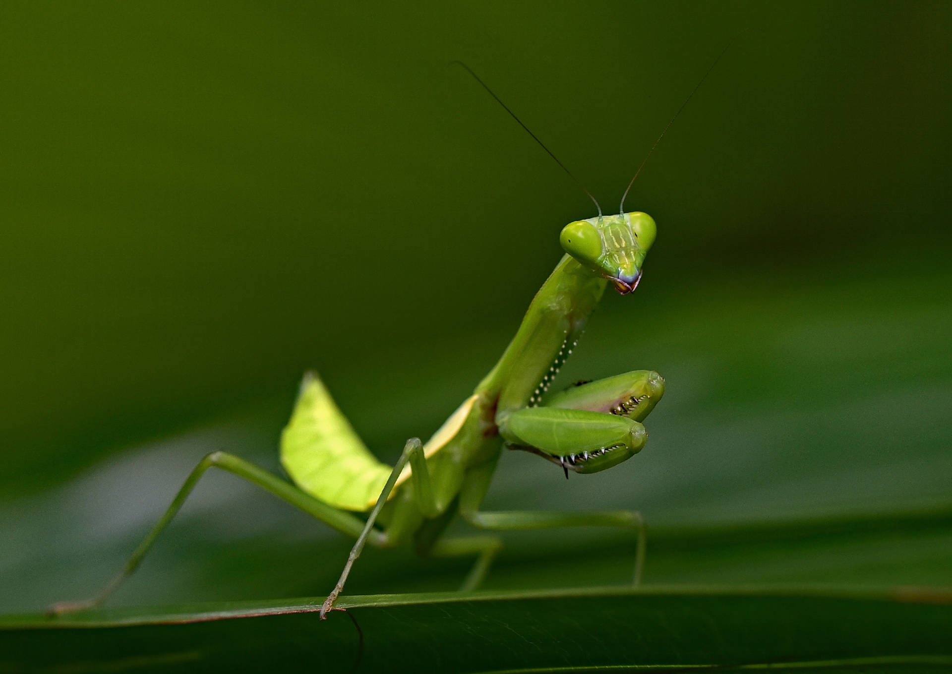 Insect Mantis Light Green Body Background