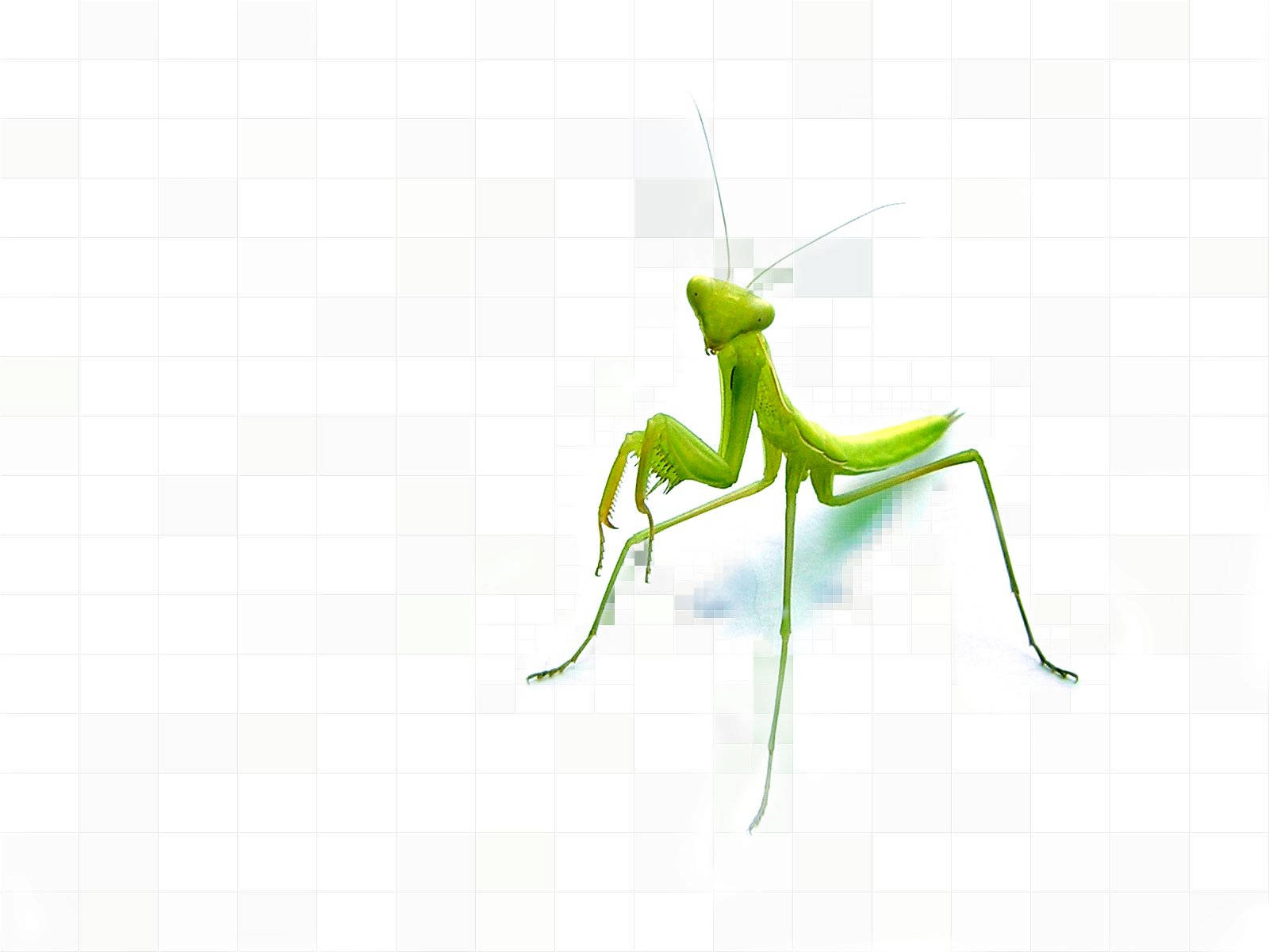 Insect Mantis With Green Body Background