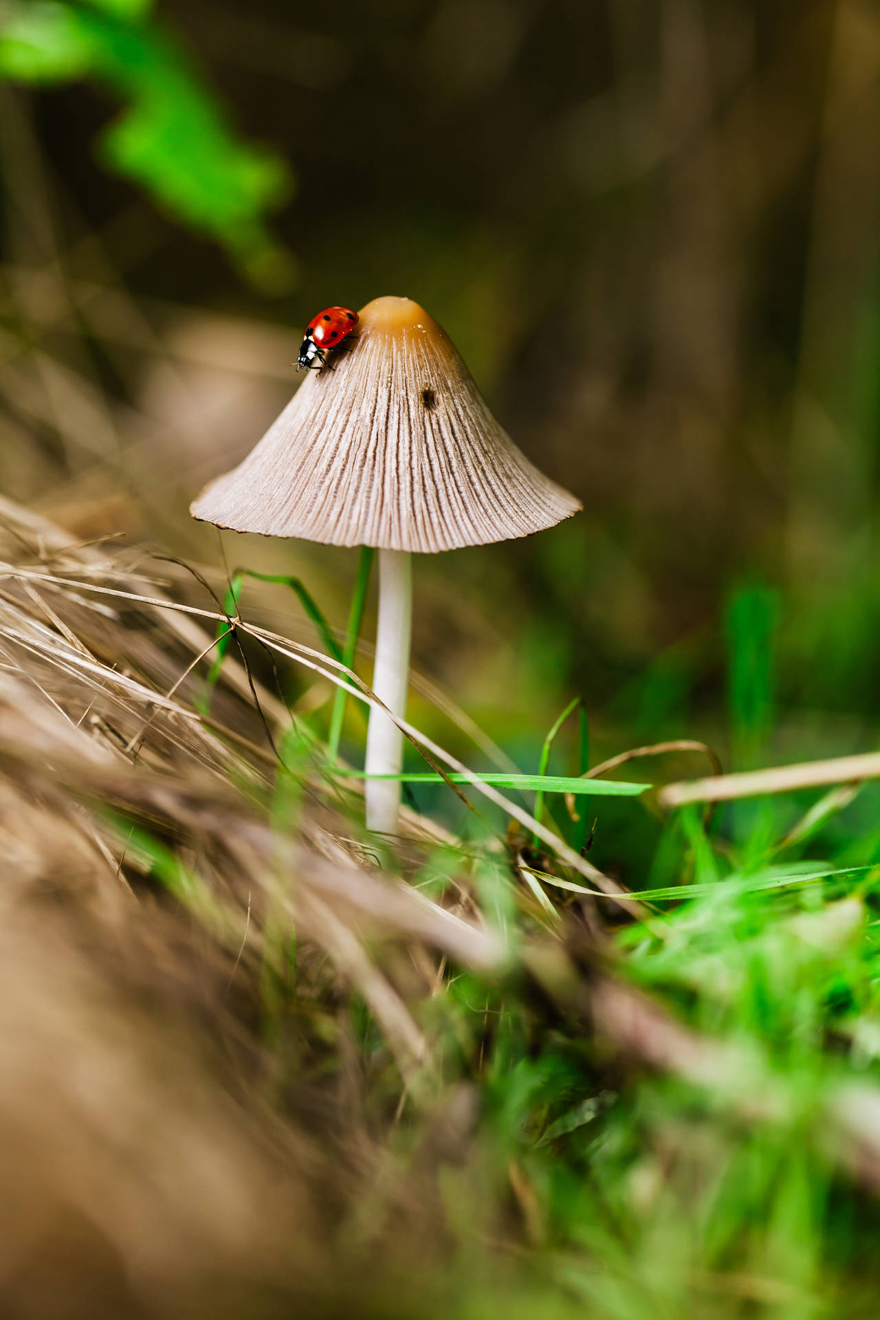 Insect On Top Of Mushroom Background