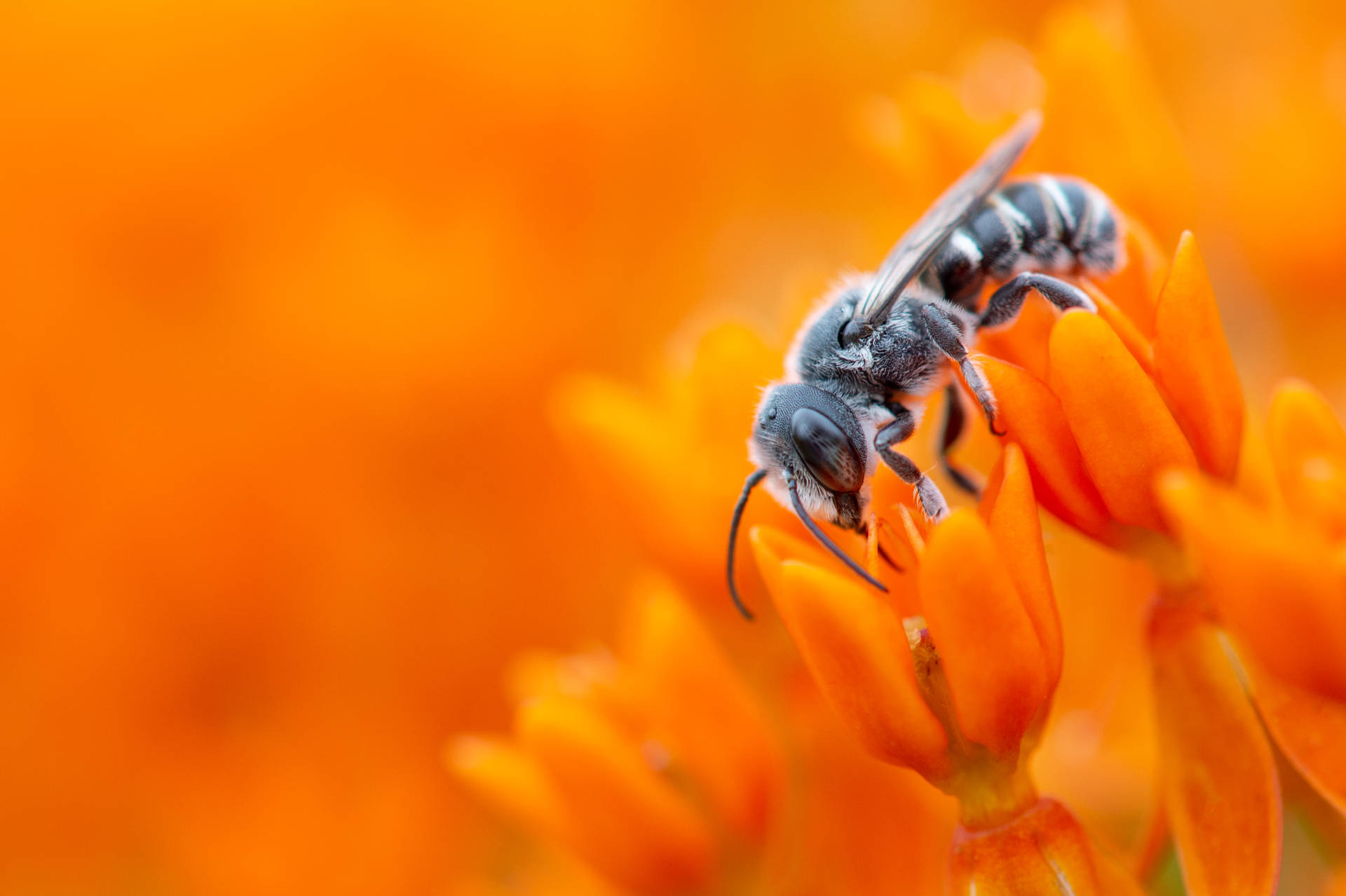 Insect On Vibrant Orange Flower Background
