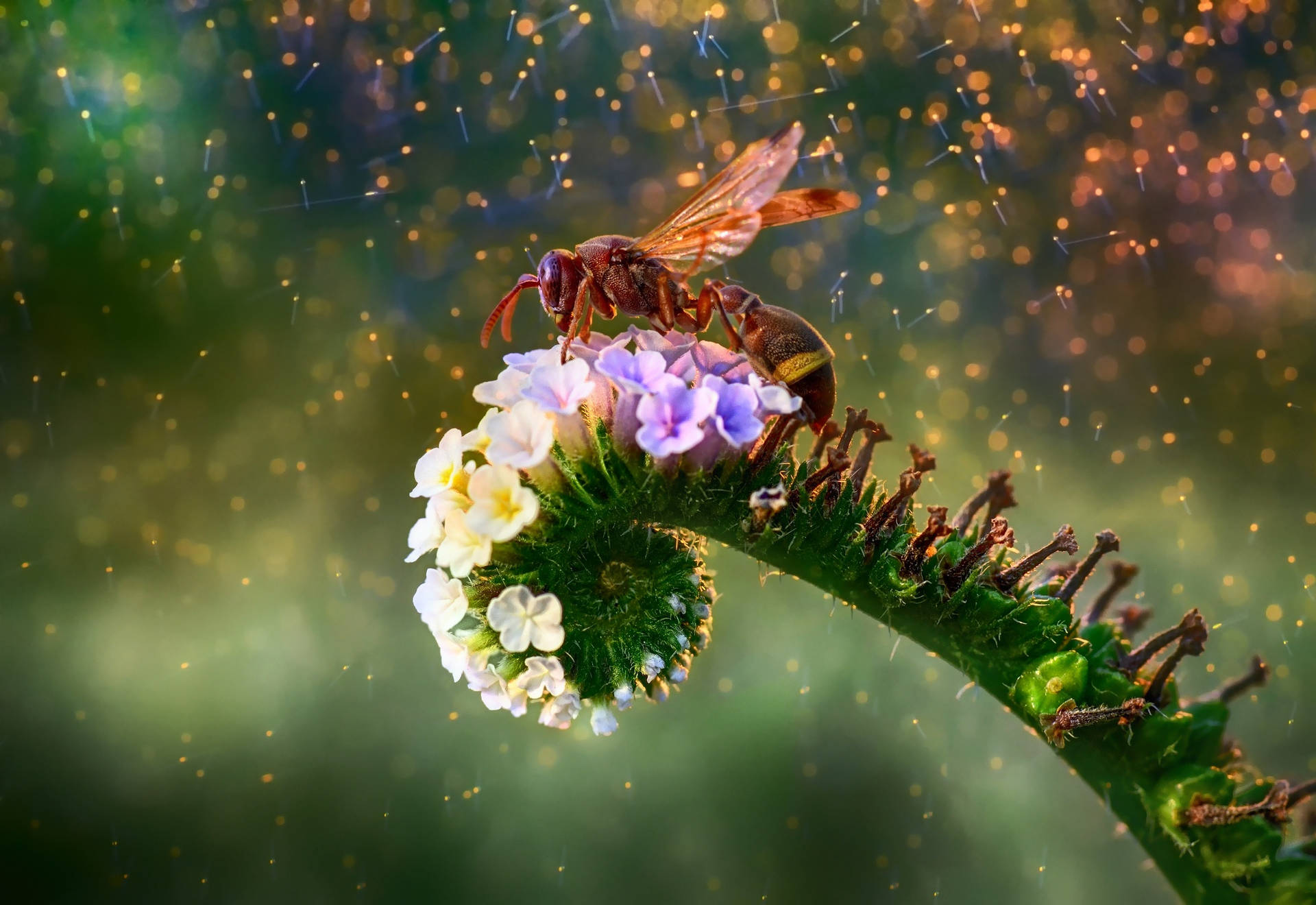 Insect Perched On Colorful Flowers Background
