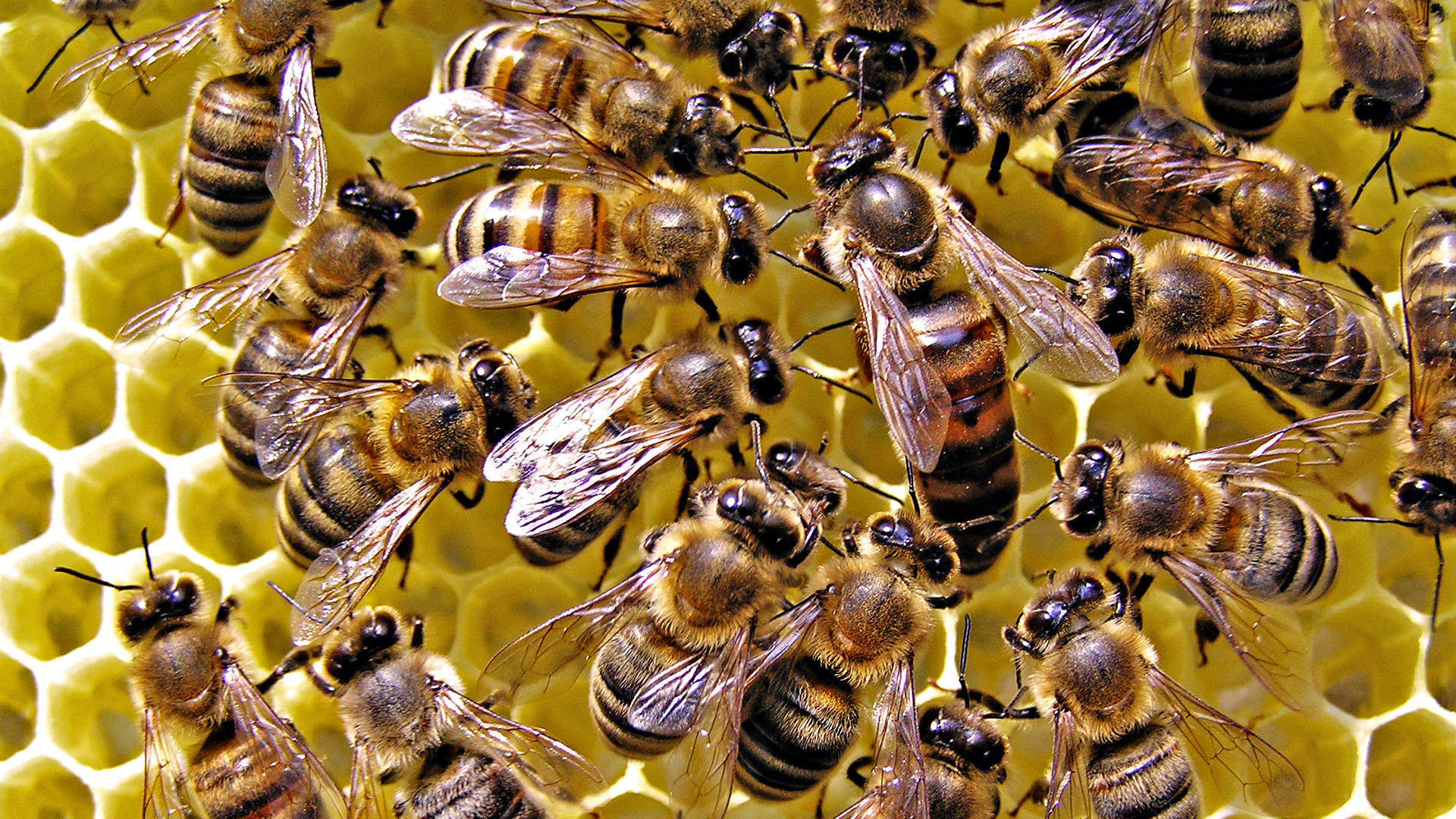 Insect Queen Bee And Swarm