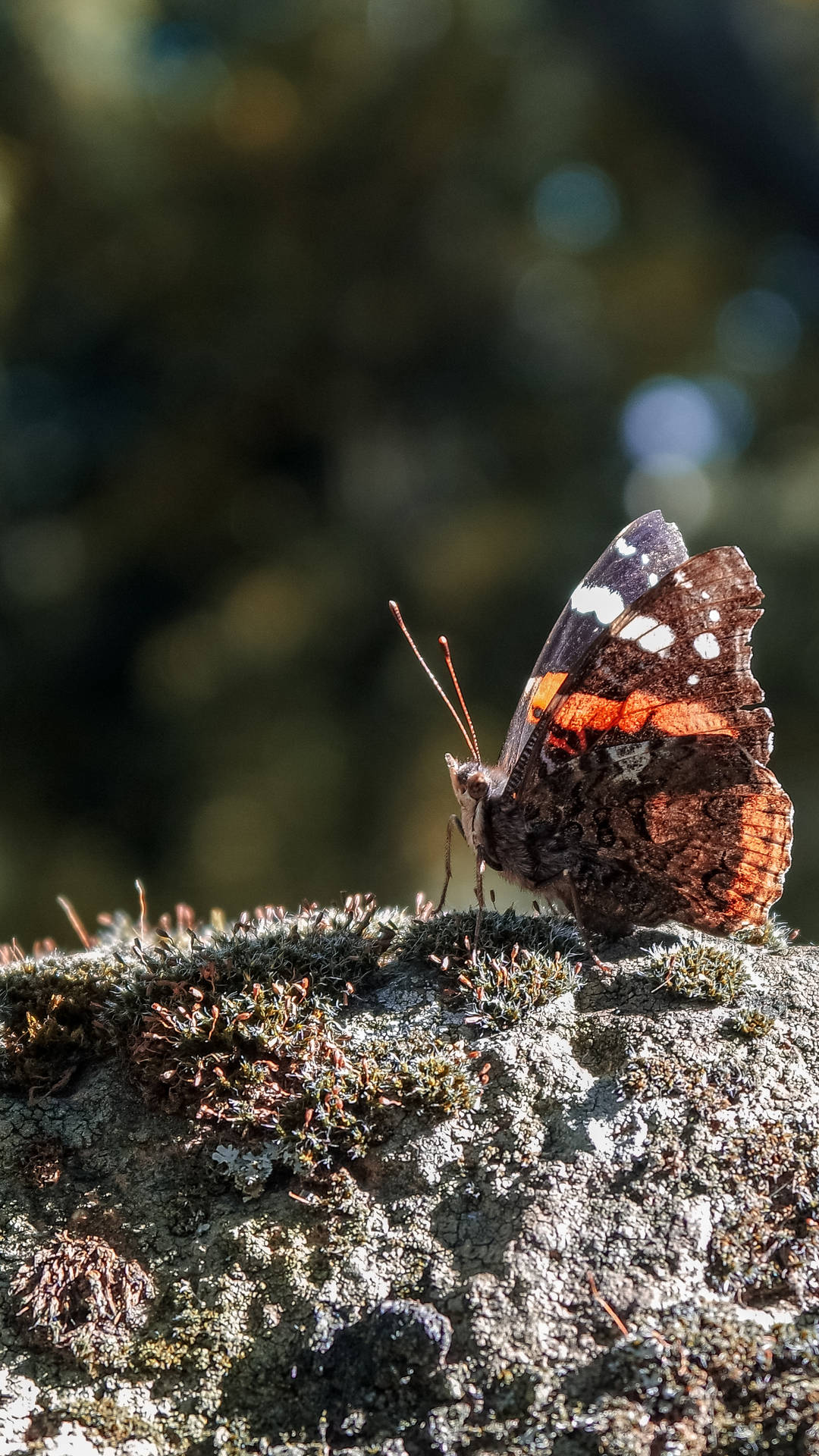 Insect Red Admiral Butterfly