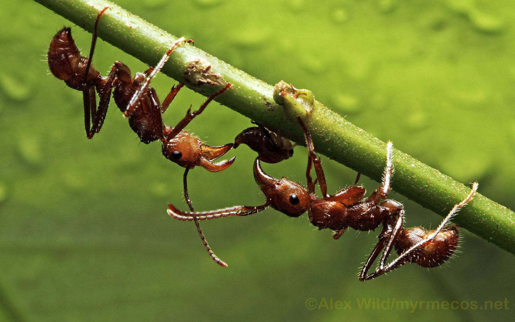 Insect Red Ants On Stalk Background