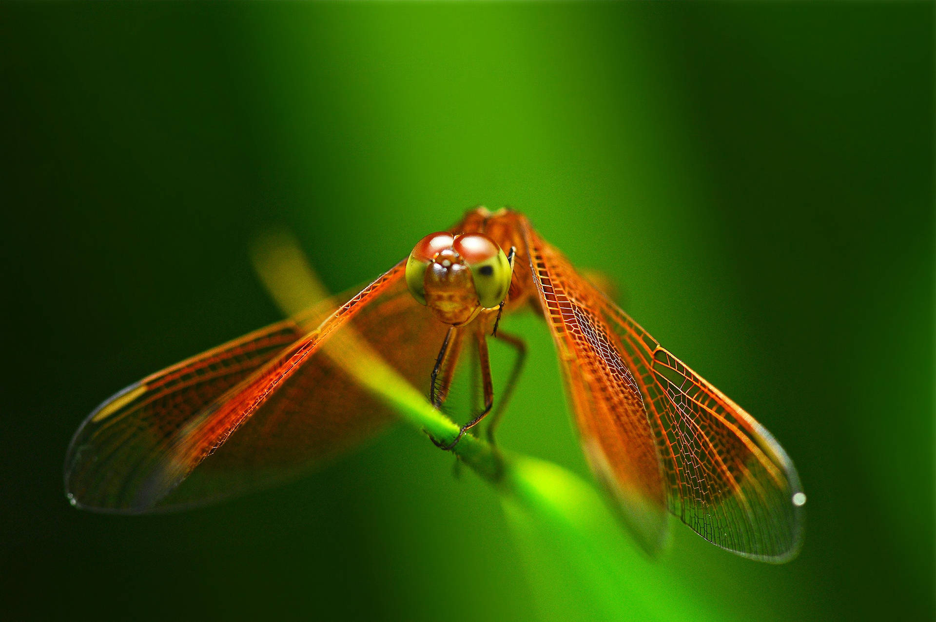 Insect Red-colored Dragonfly Background