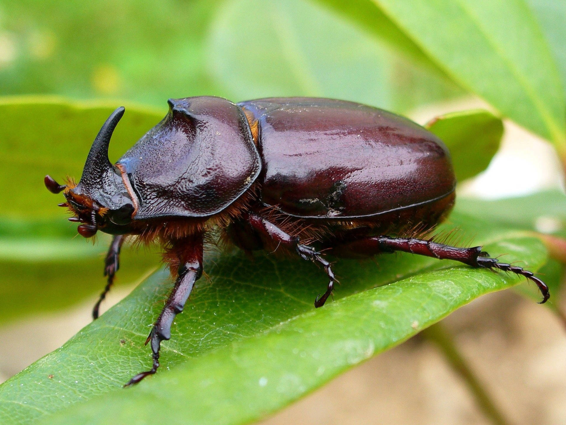 Insect Rhinoceros Beetle Background