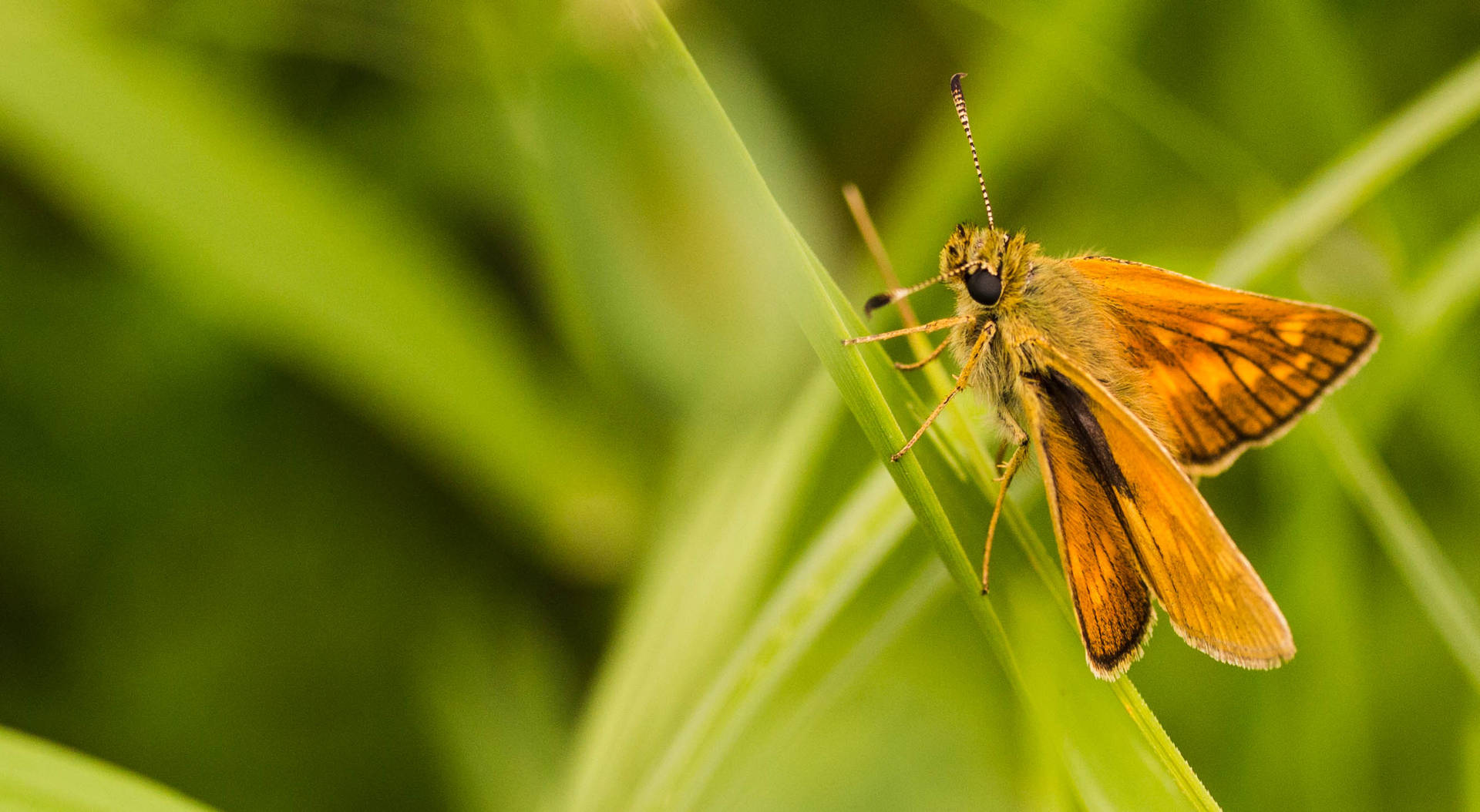 Insect Skipper With Orange Wings Background