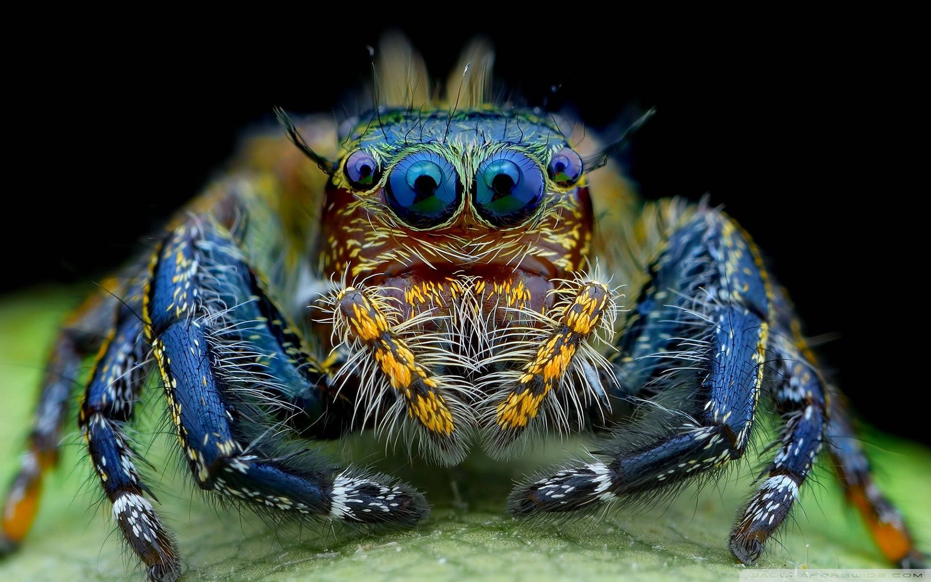 Insect Spider With Eyelashes Background