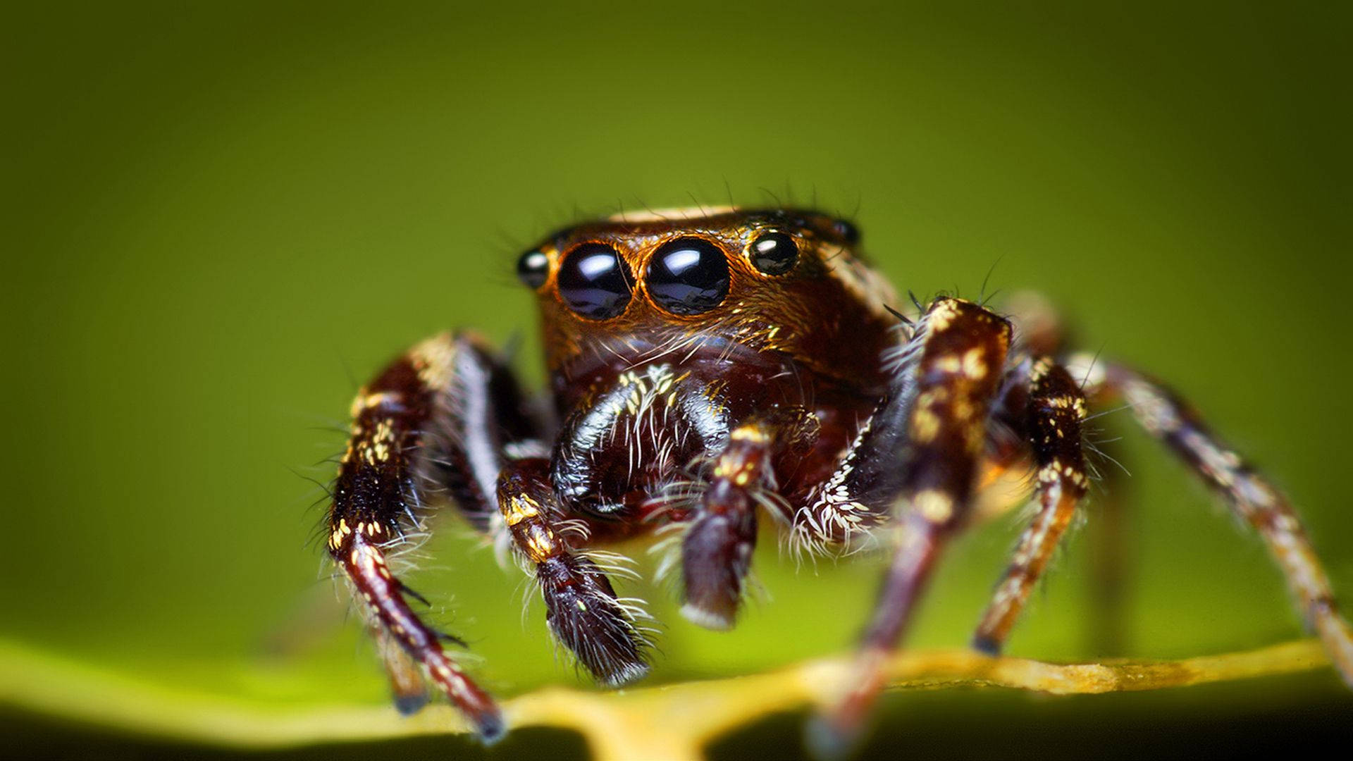 Insect Spider With Four Eyes Background