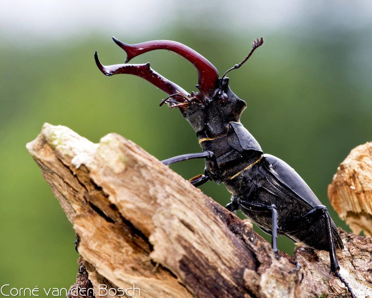 Insect Stag Beetle Background