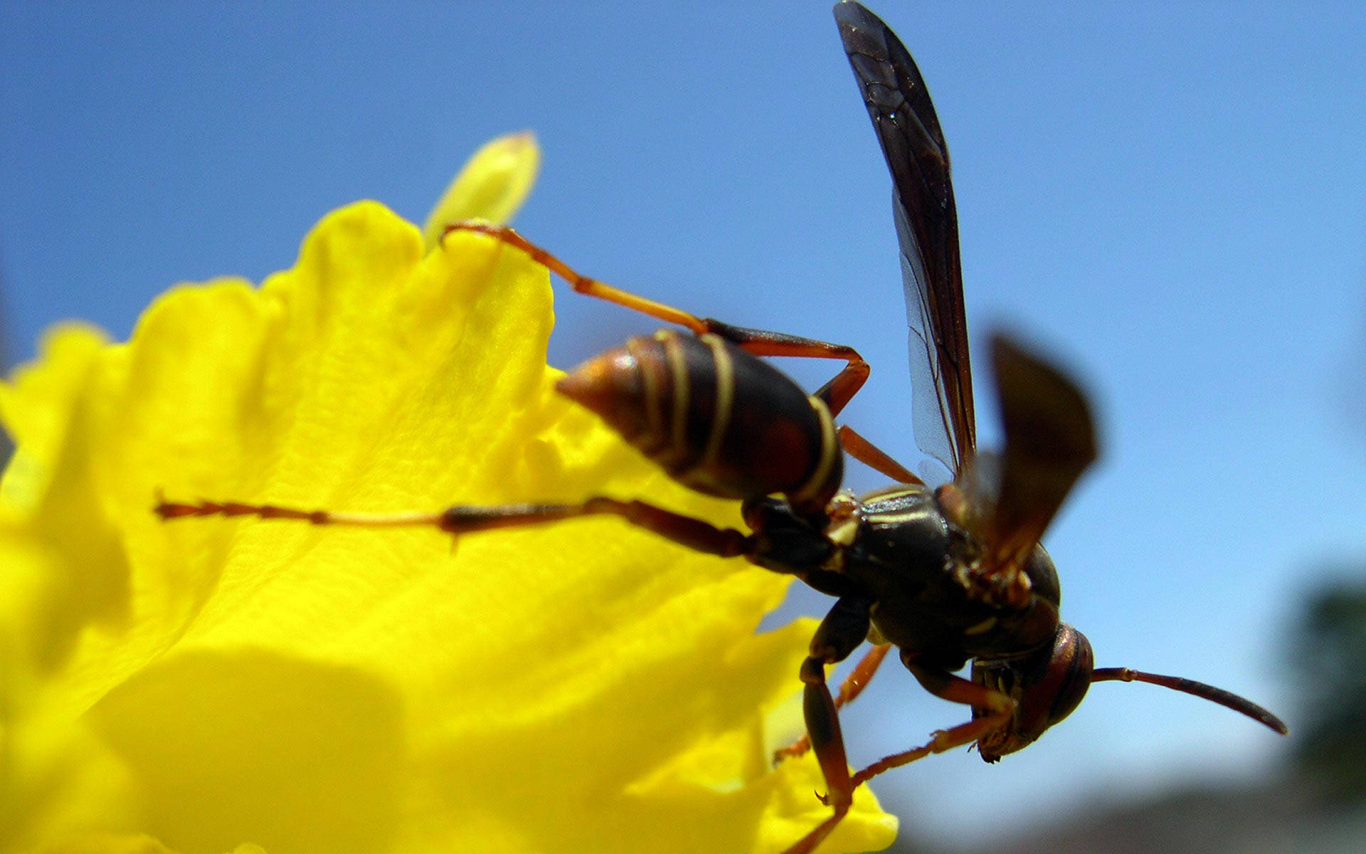 Insect Wasp On Yellow Flower