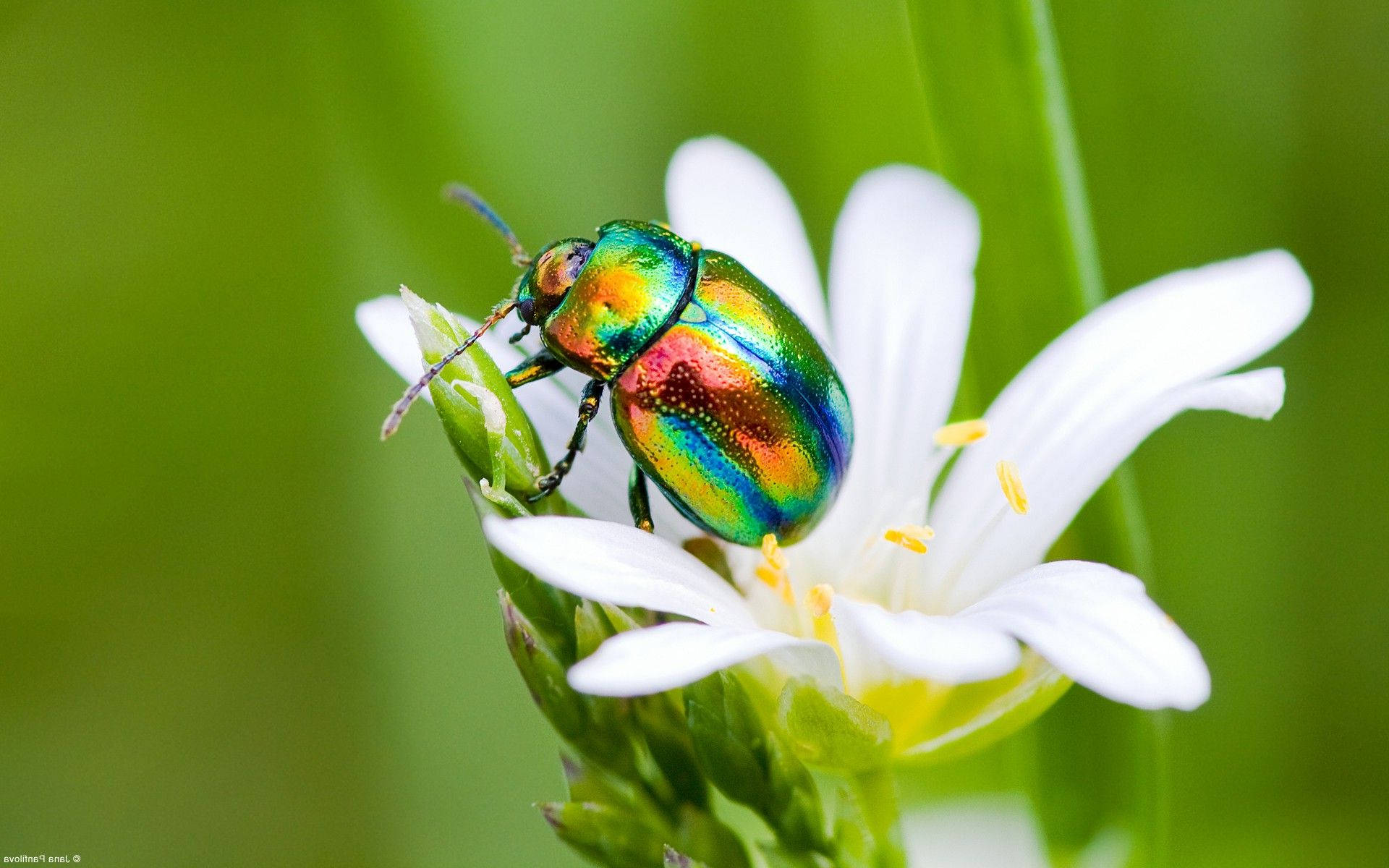 Insect With Colorful Body