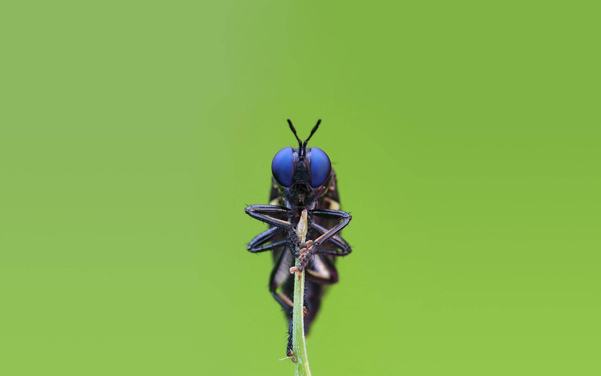 Insect With Dark Blue Eyes Background