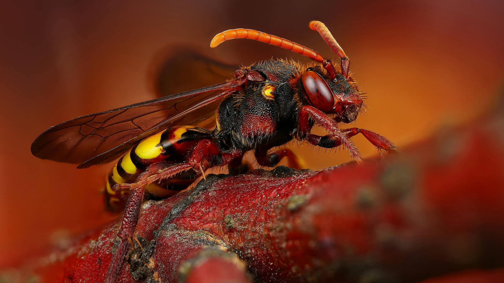 Insect With Devil Red Body Background