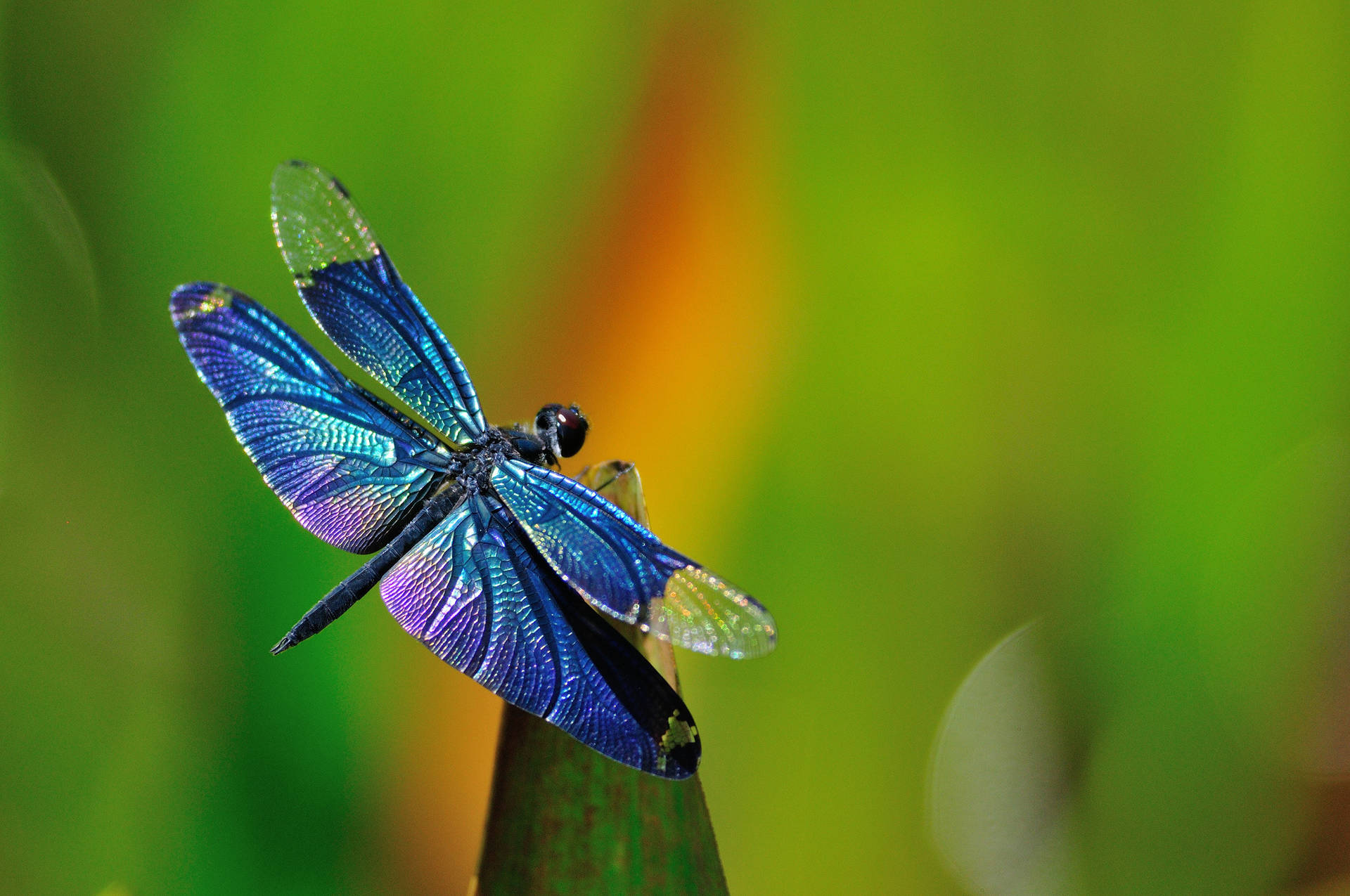Insect With Iridescent Blue Wings