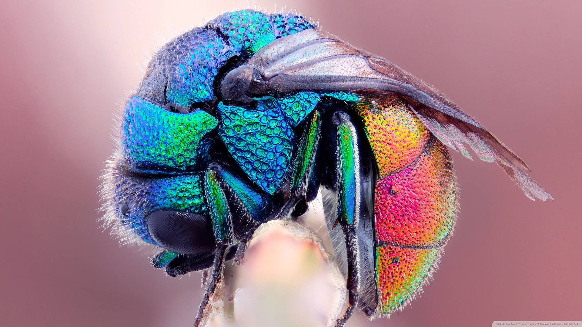 Insect With Iridescent Body Background