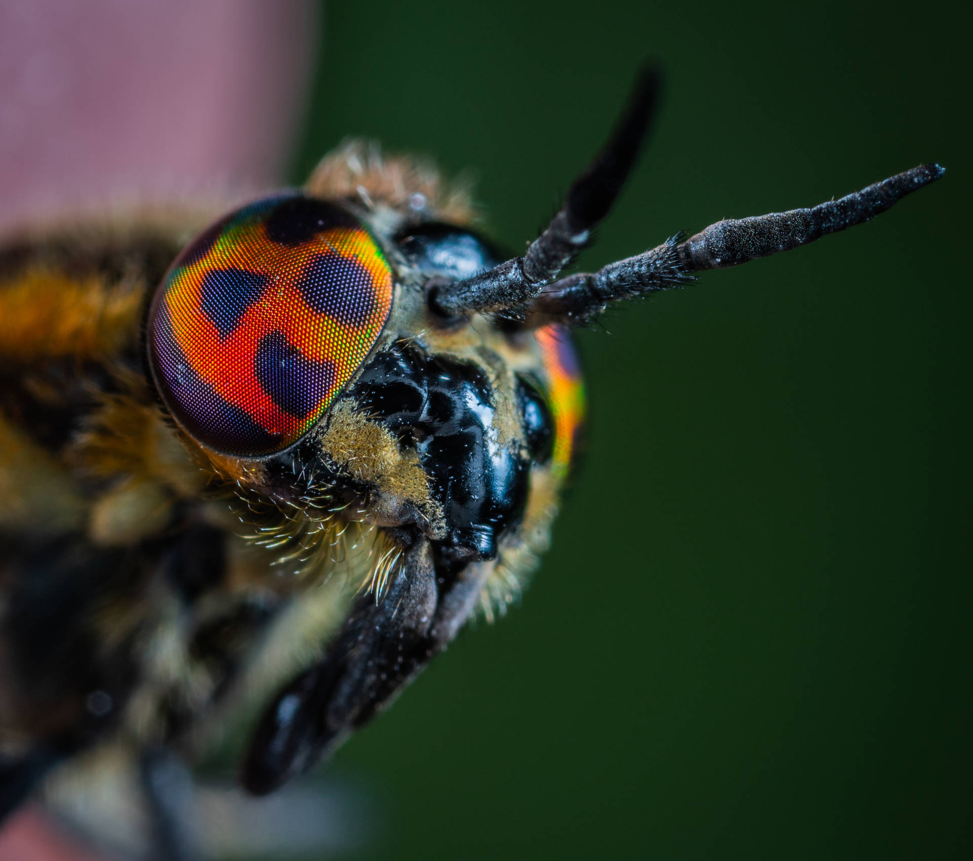 Insect With Iridescent Eyes
