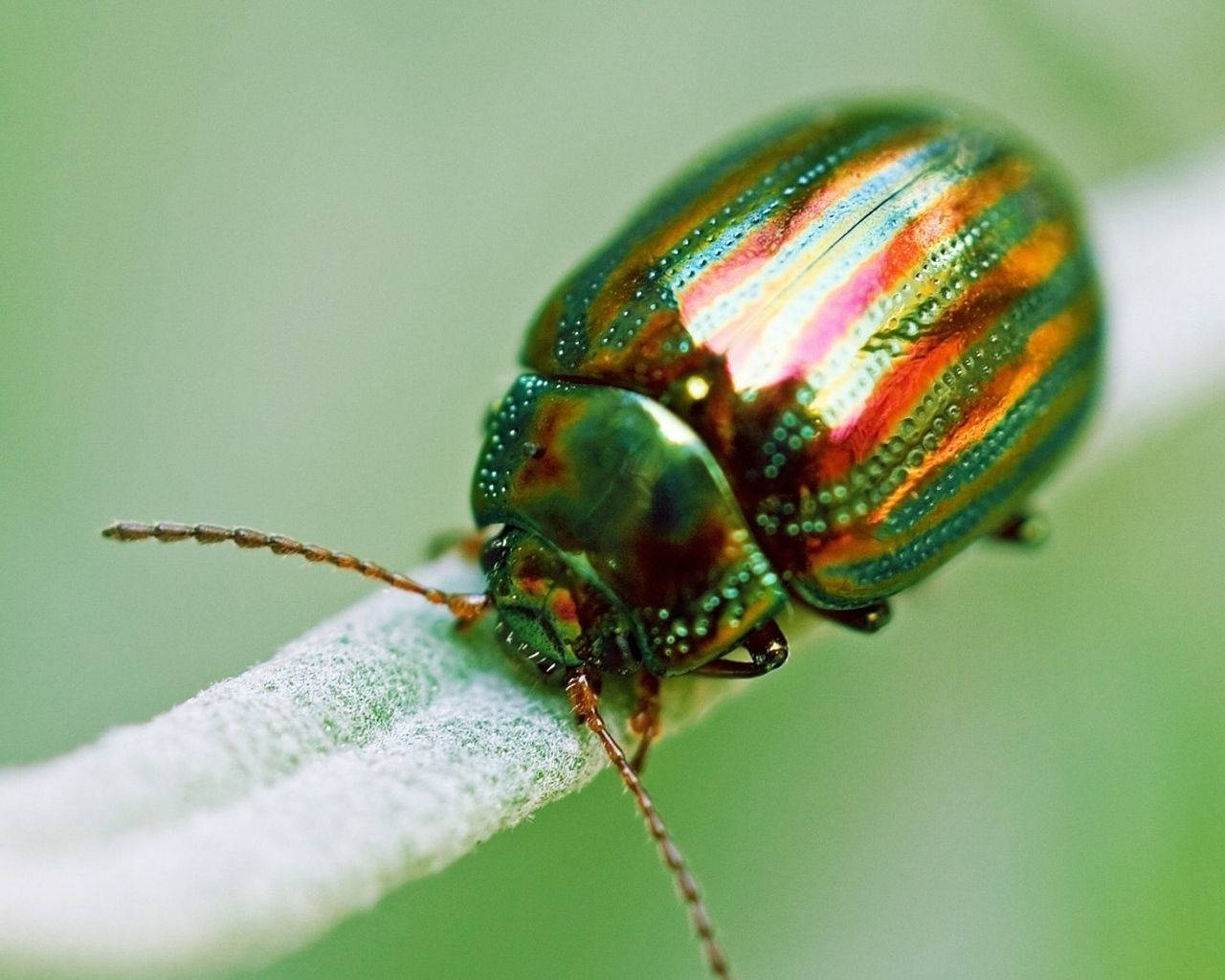 Insect With Metallic Green Body Background