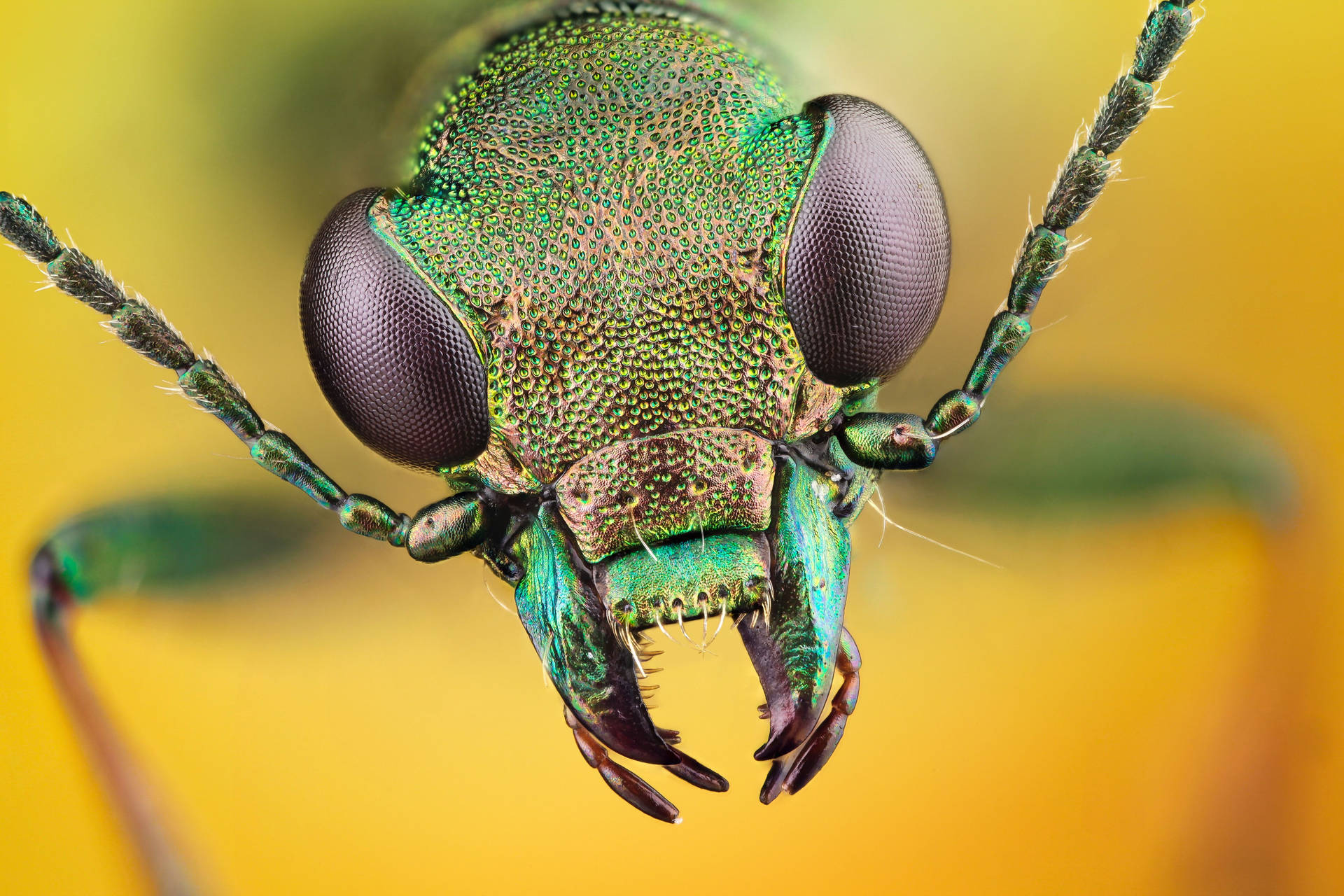 Insect With Rough Face Background