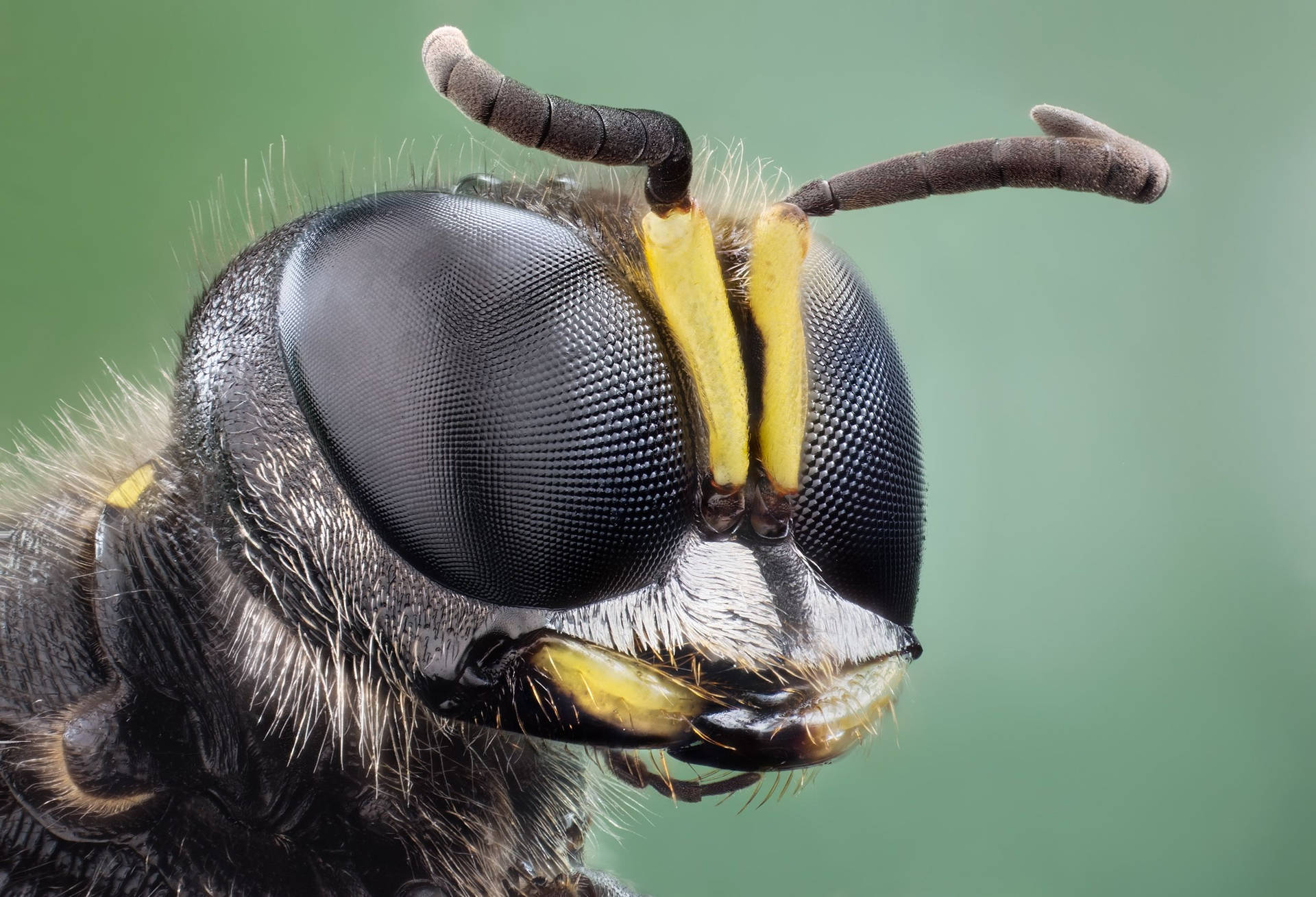 Insect With Textured Black Eyes