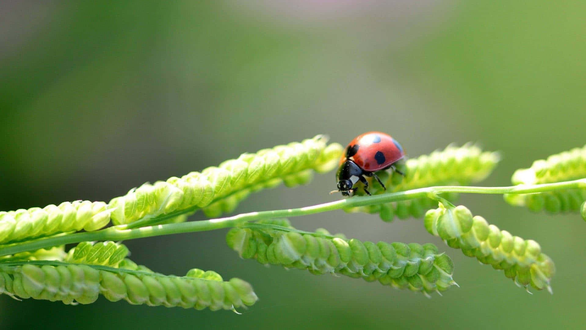 Insects Adventure Of A Ladybug Background