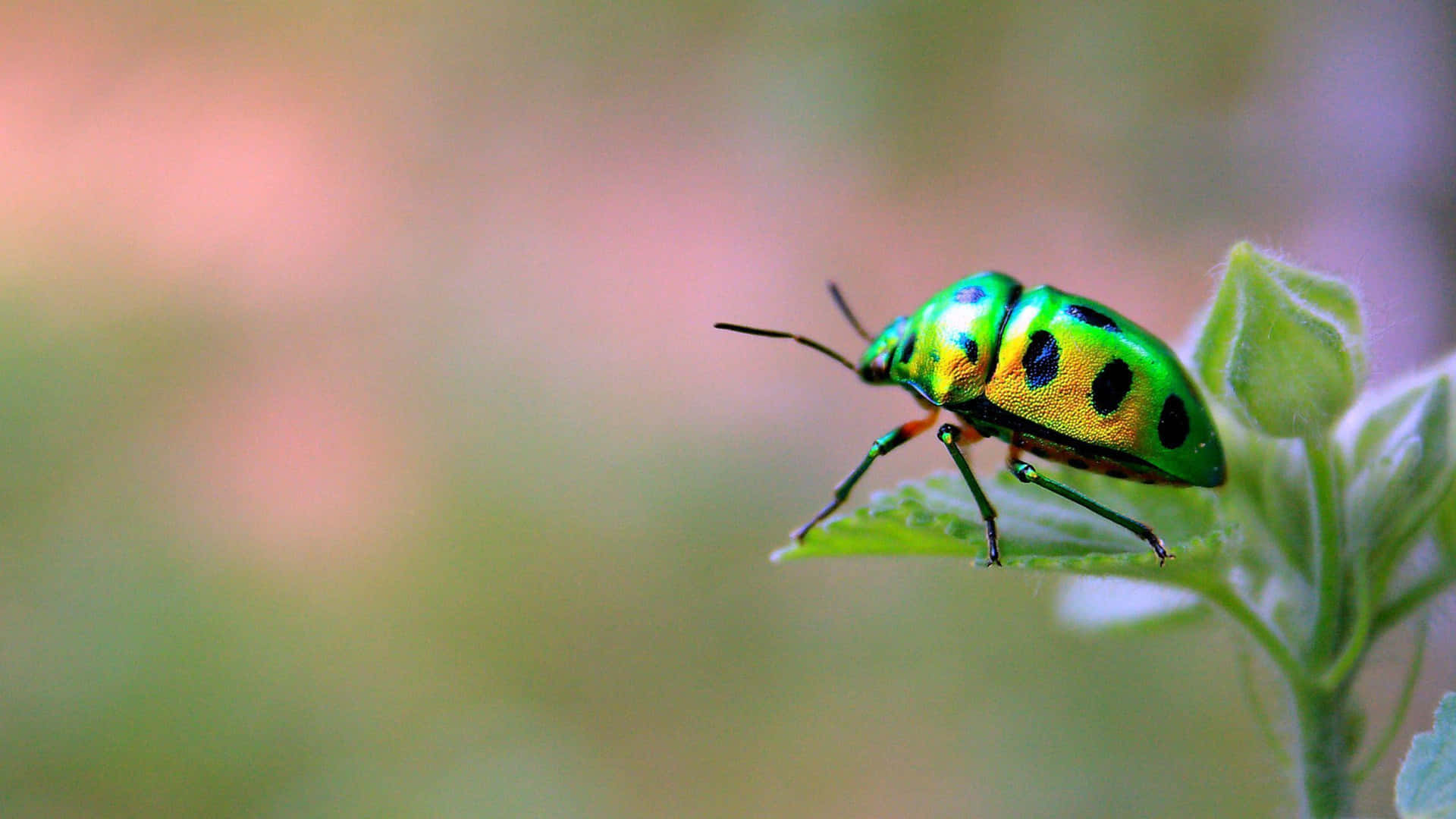 Insects Fabulous Life Background