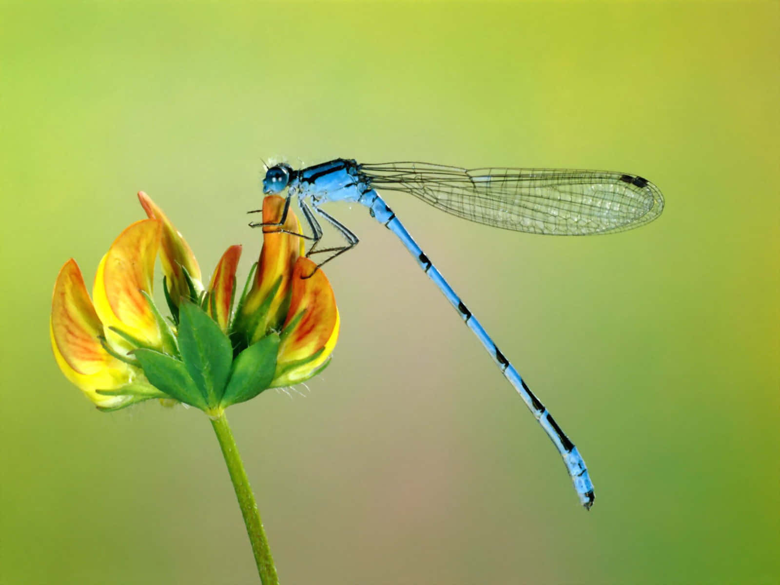 Insects Named Azure Damselfly Background