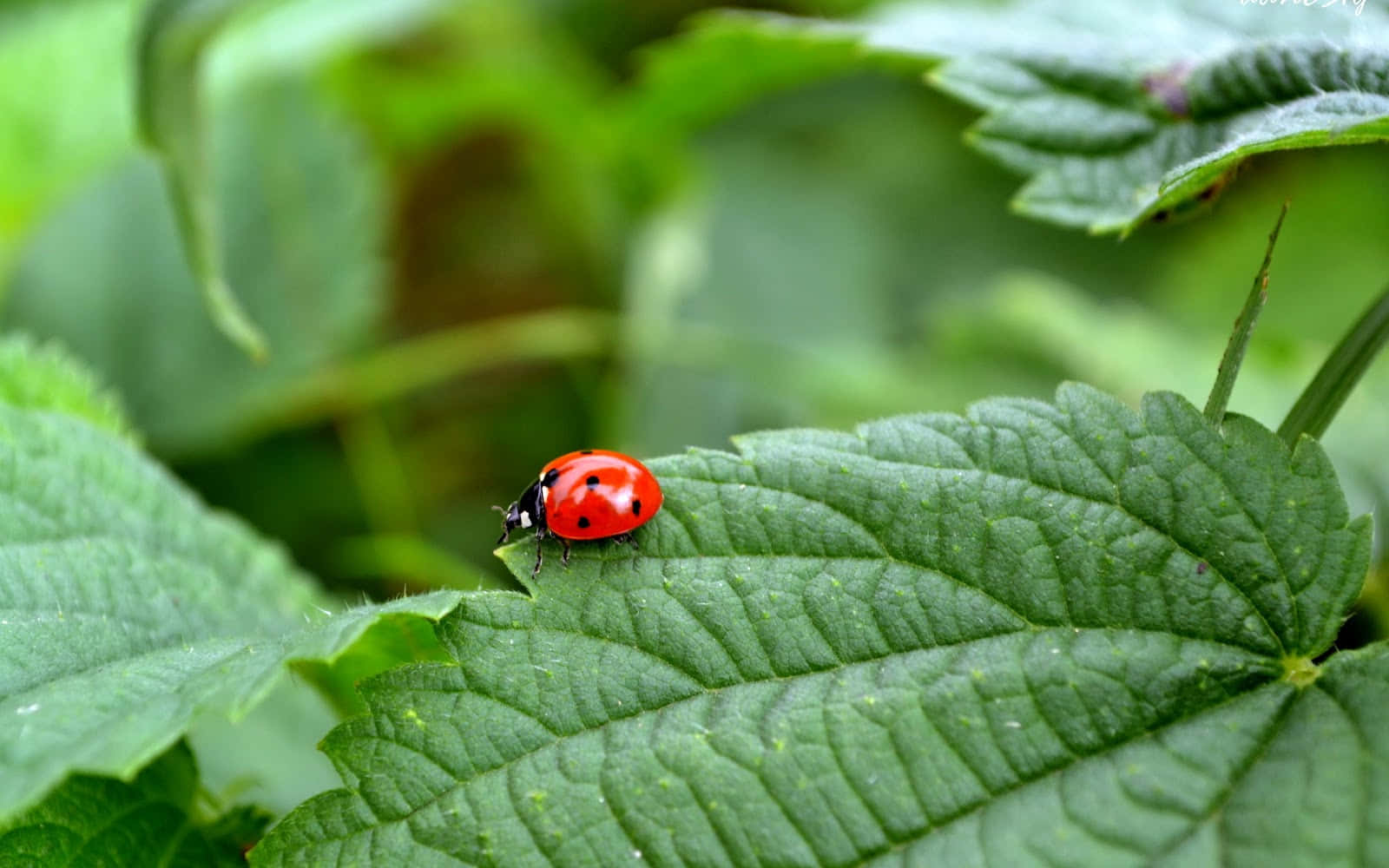 Insects On The Leaves Background