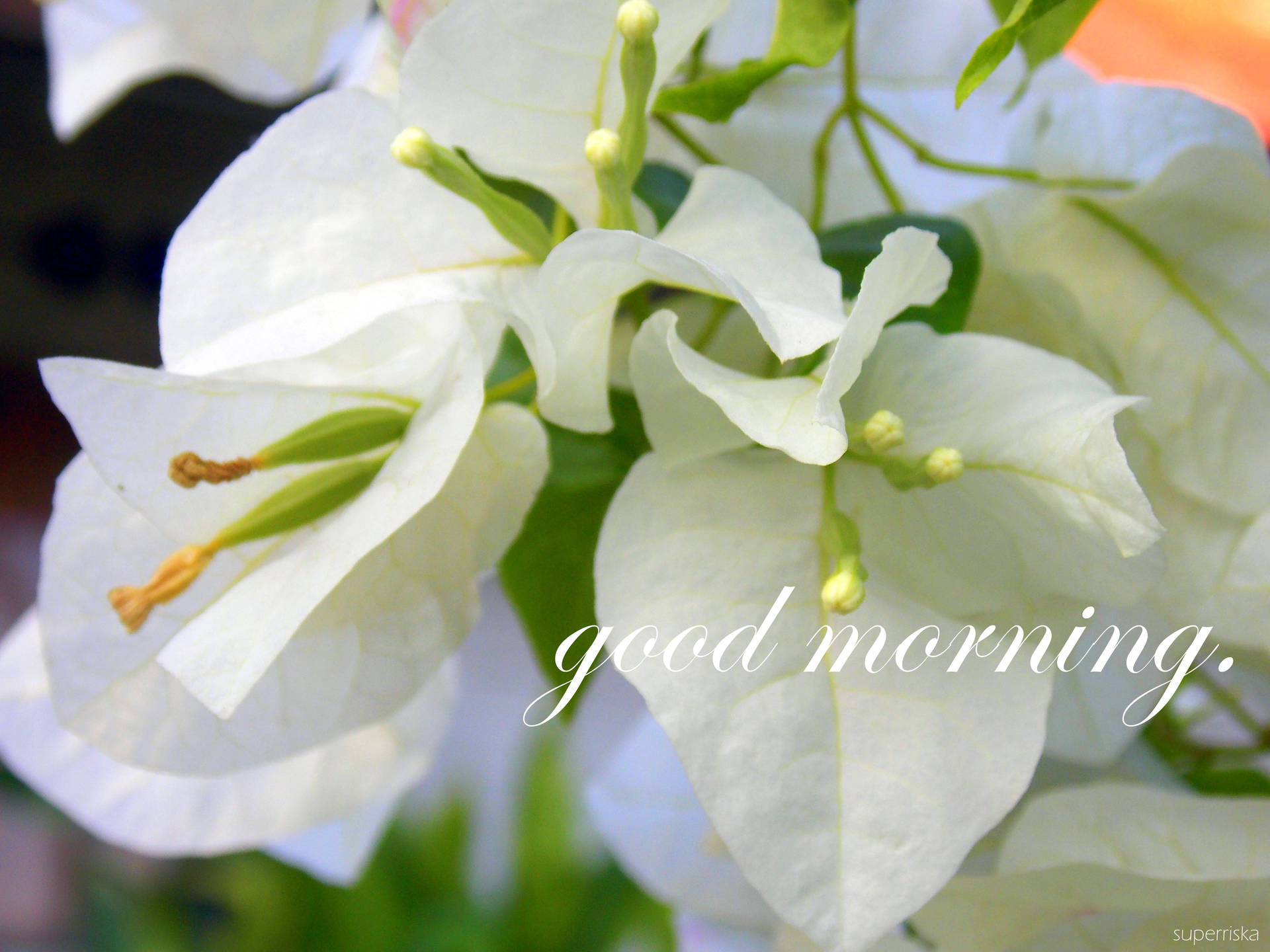 Inspirational Good Morning Fresh Flowers Background