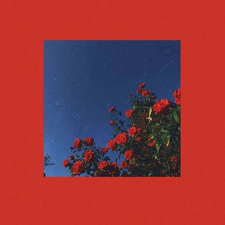 Insta Baddie Red Roses Background