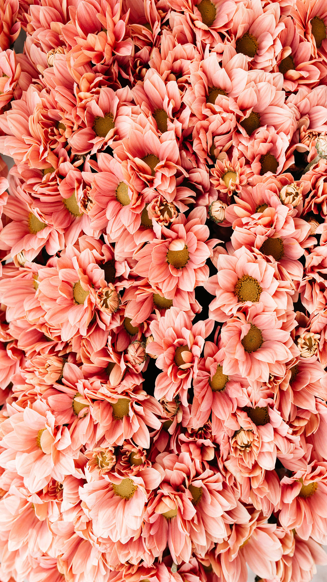 Instagram Story Coral Chrysanthemum Flowers Background