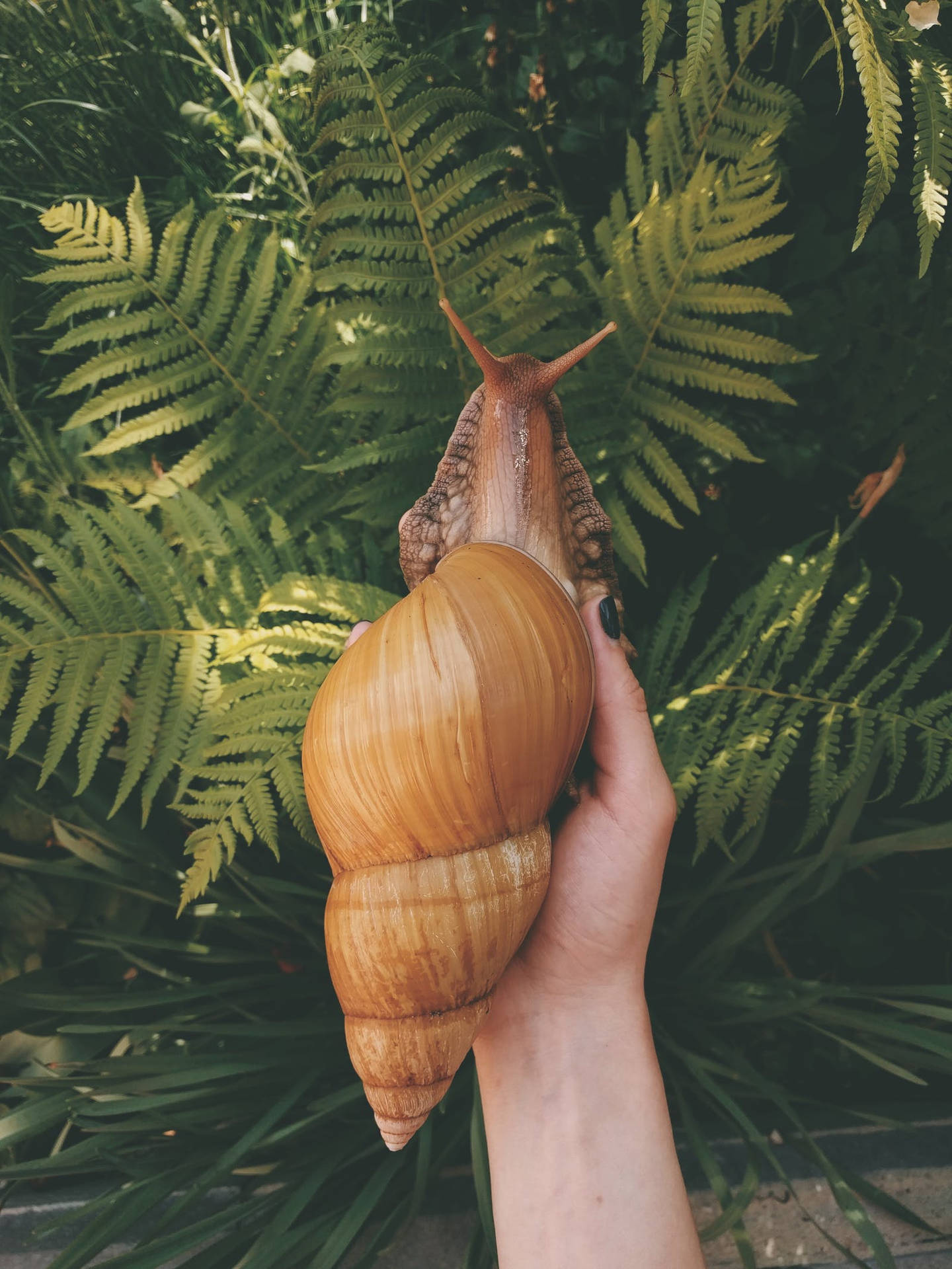 Instagrammable Snail Model Background