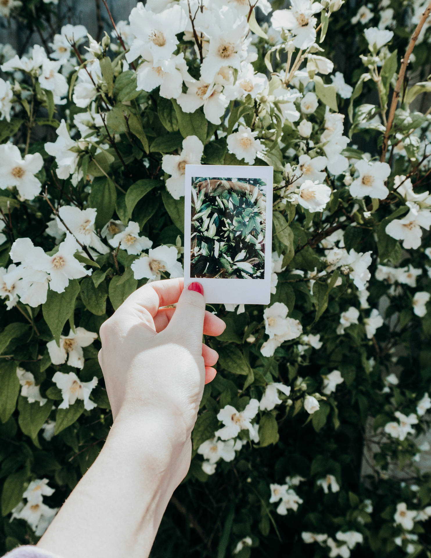 Instant Film White Flowers Background