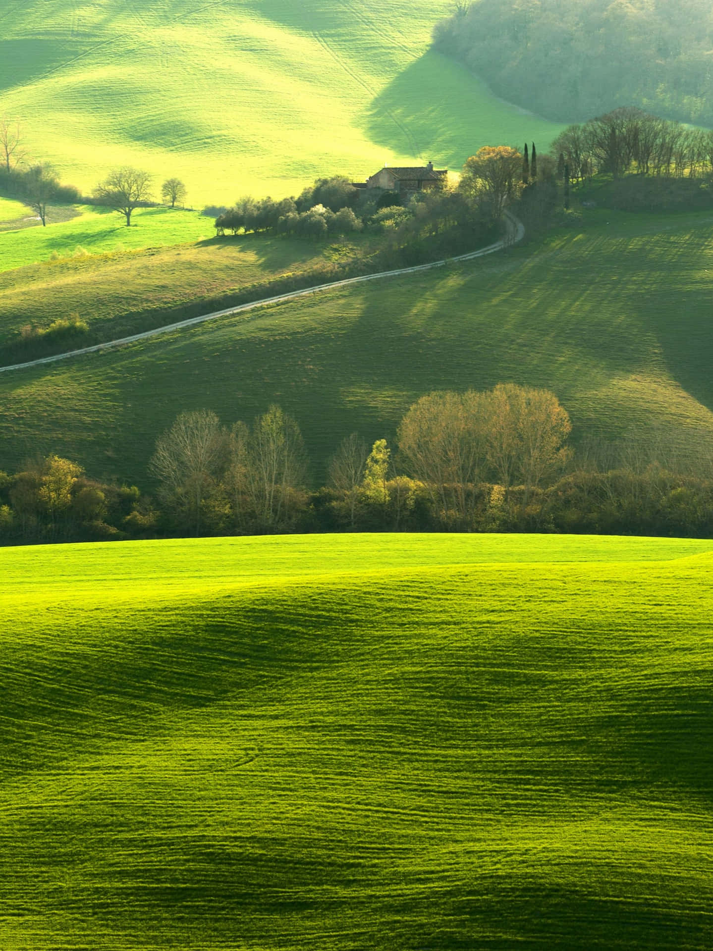 Integral Greenery Hd Background