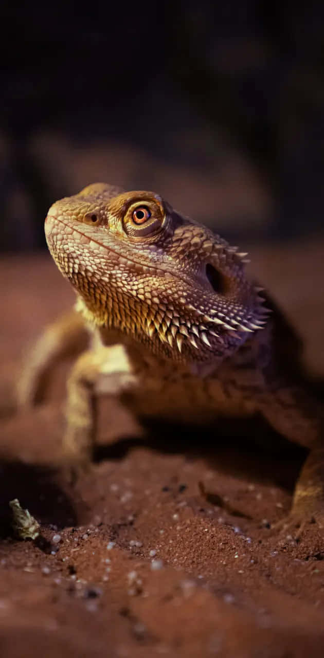 Intense Bearded Dragon Portrait