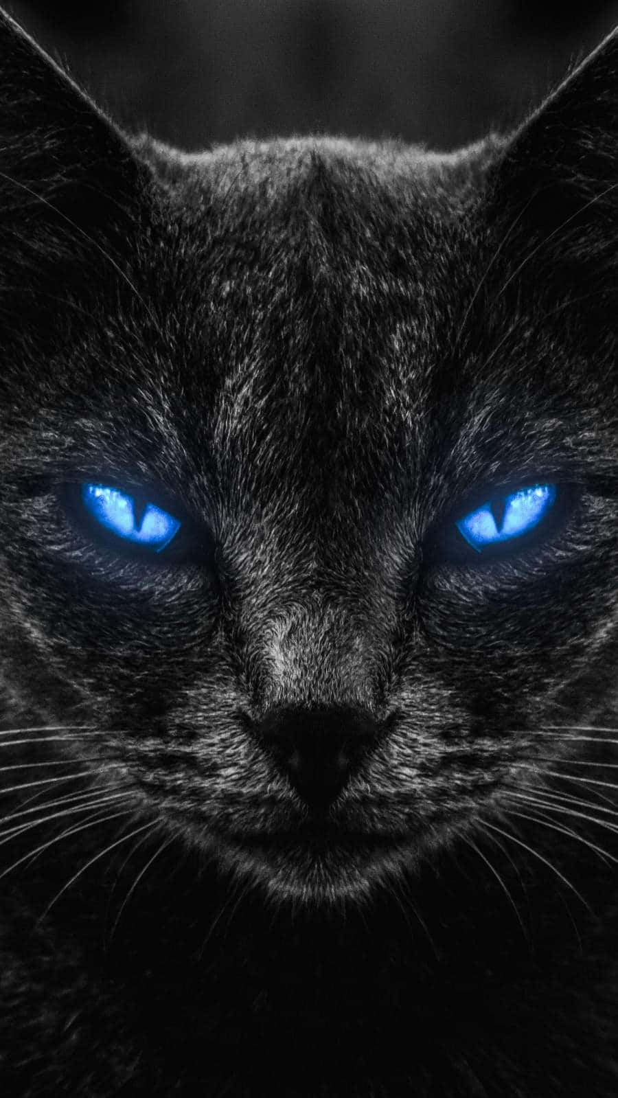 Intense Blue Cat Eyes