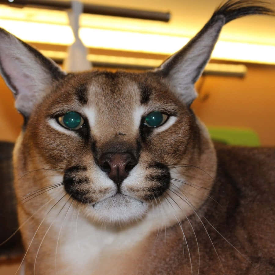 Intense Caracal Stare.jpg Background