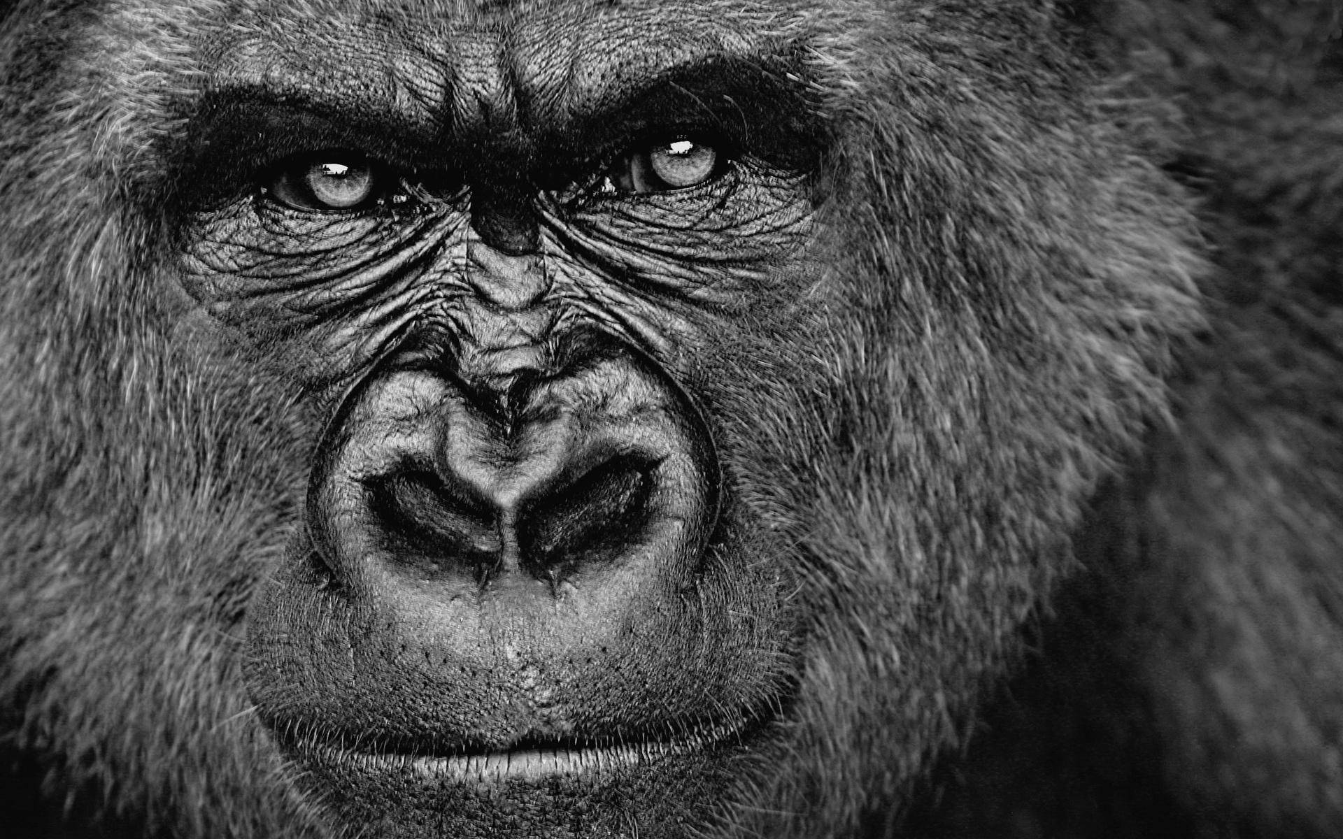 Intense Close Up Cool Gorilla Background