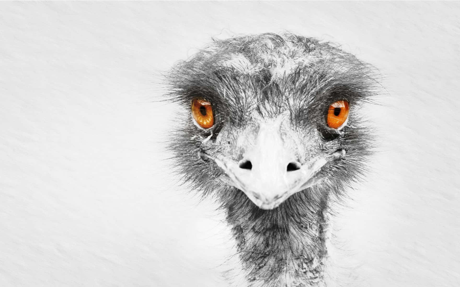 Intense Emu Gaze