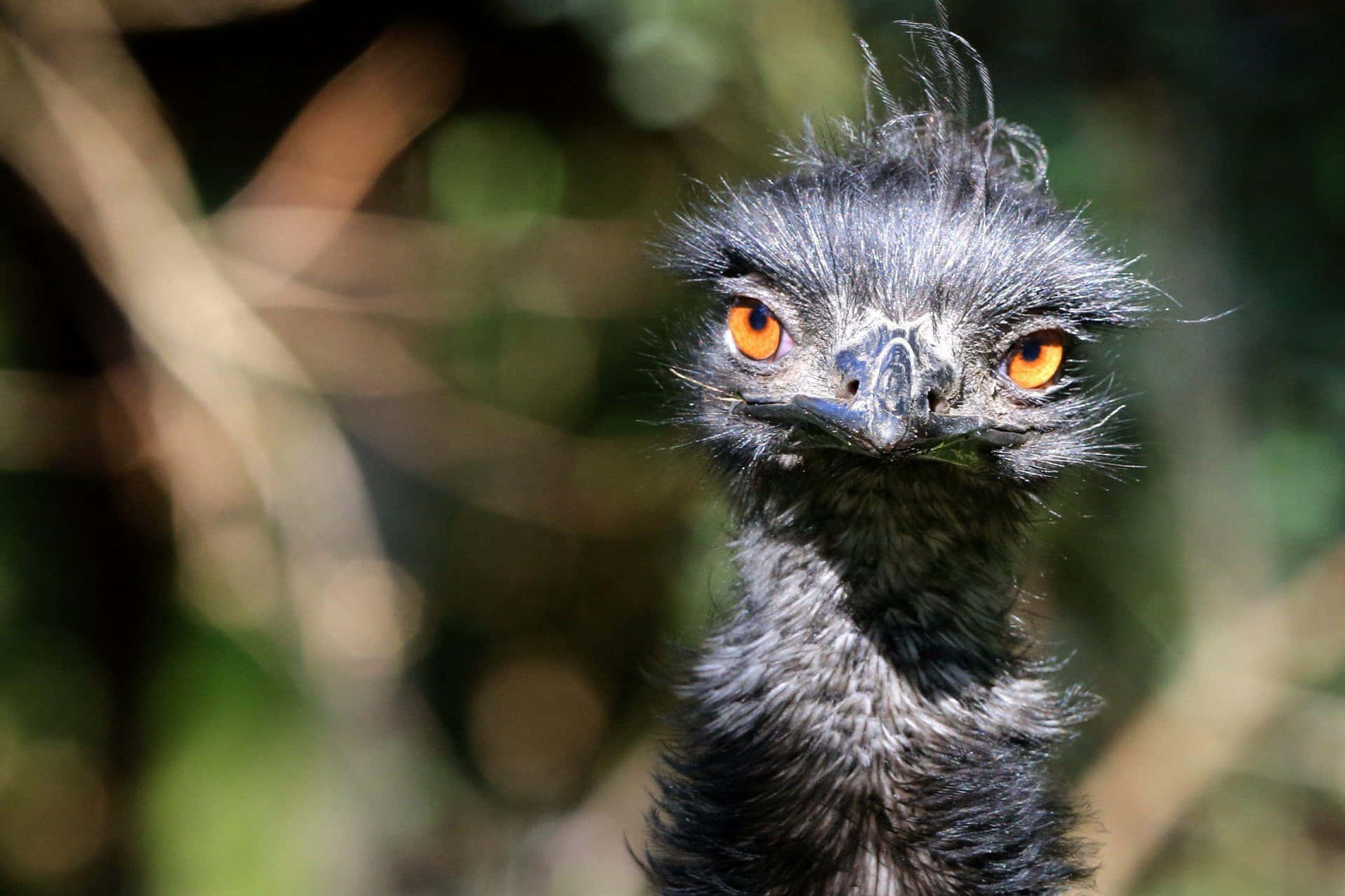 Intense Emu Gaze.jpg