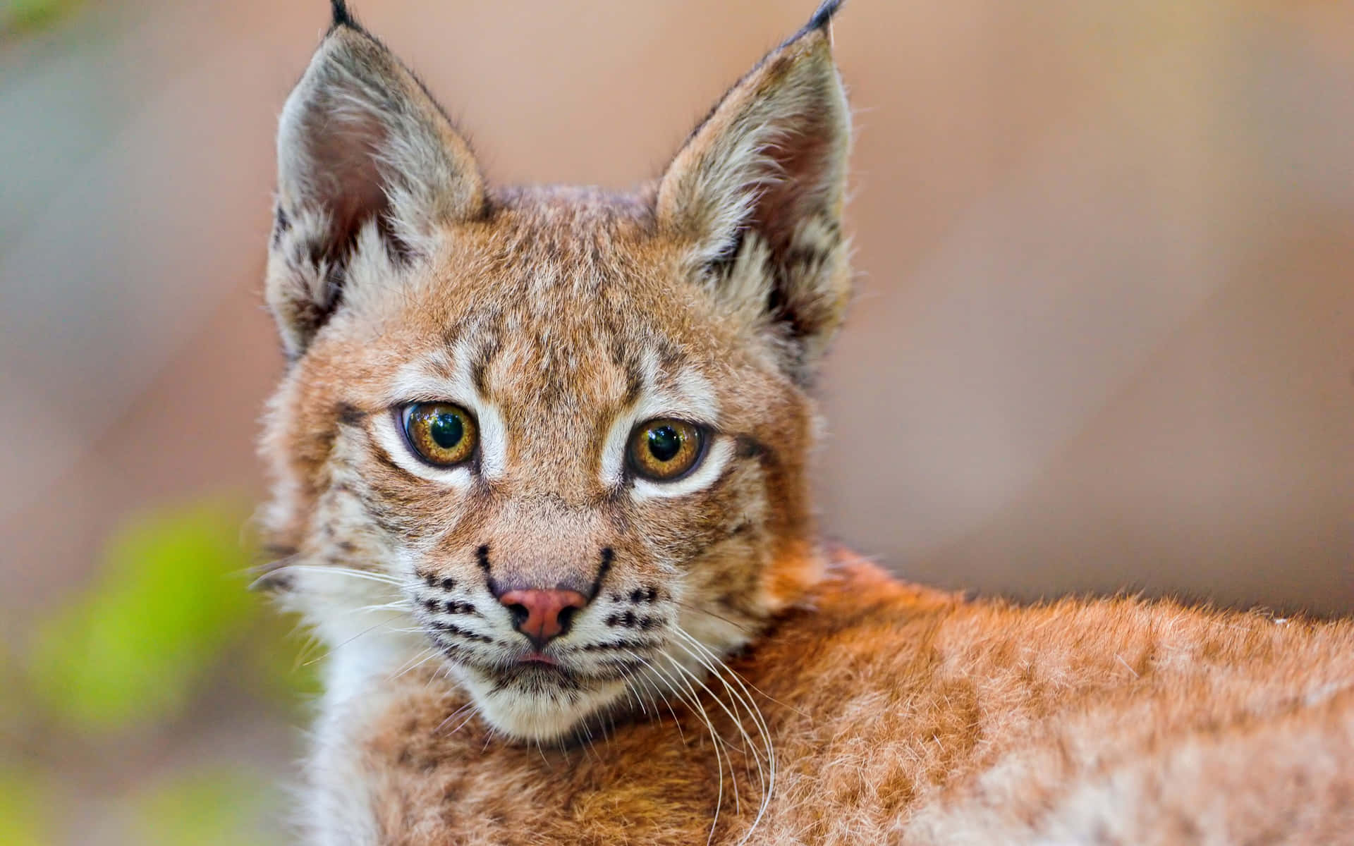 Intense Eyed Lynx Portrait Background