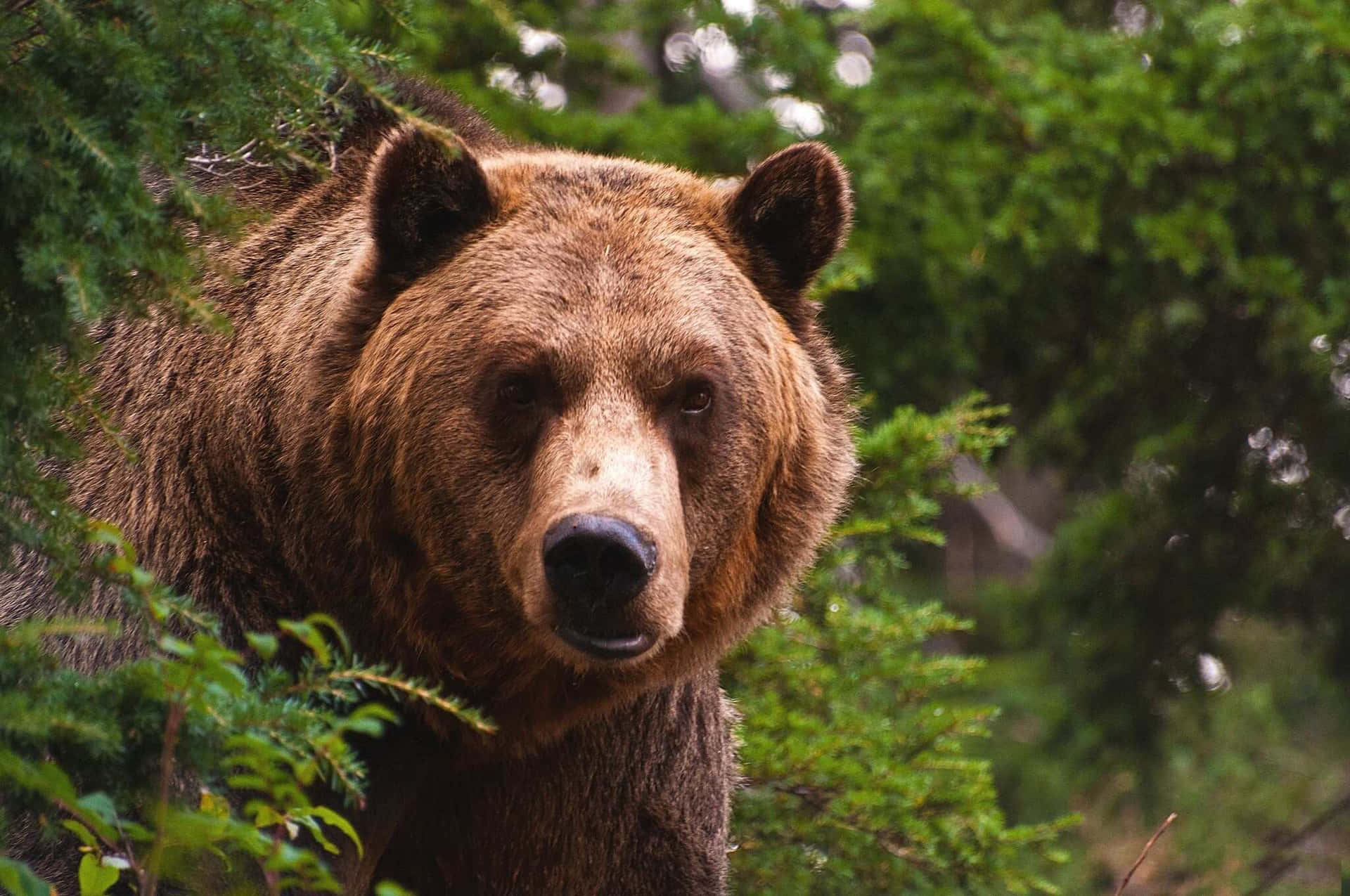 Intense Grizzly Bear Stare Background