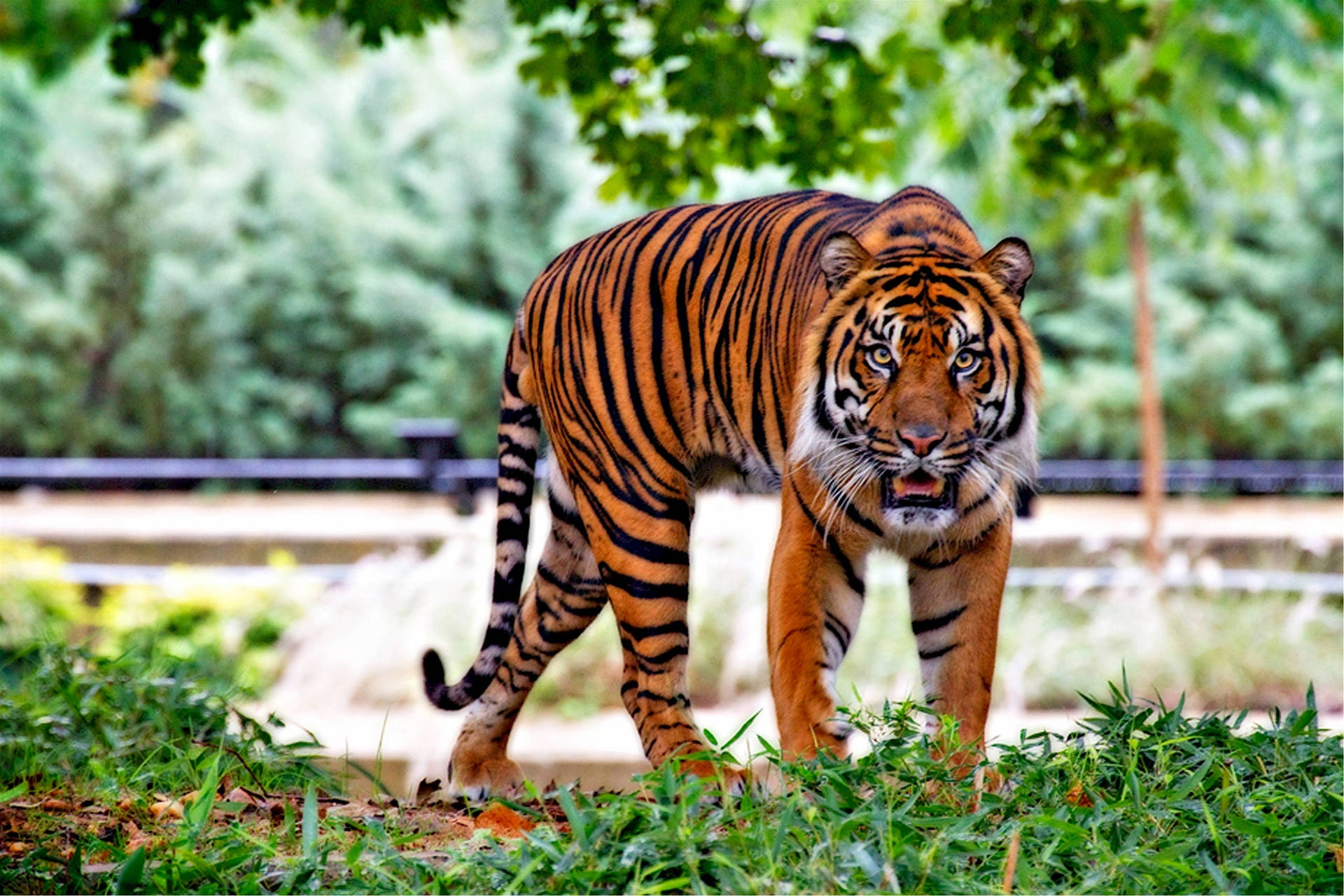 Intense Harimau Walking On Grass
