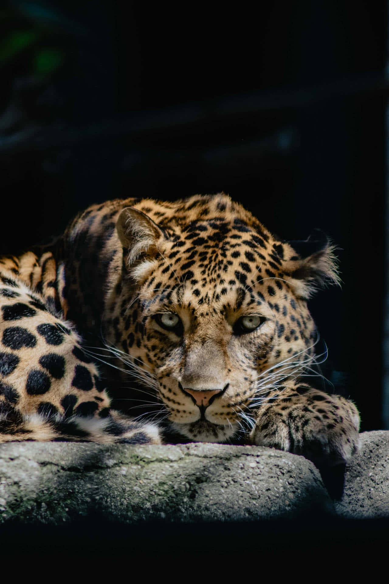 Intense Leopard Gaze Background