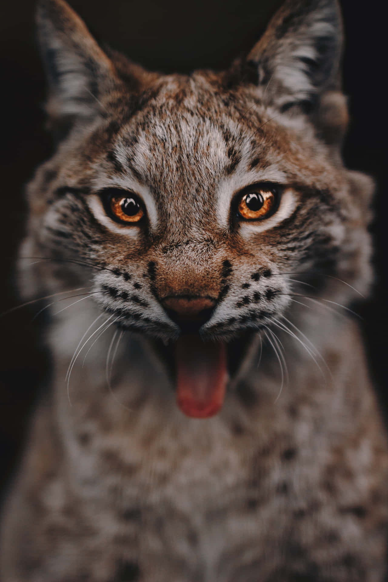 Intense Lynx Portrait Background