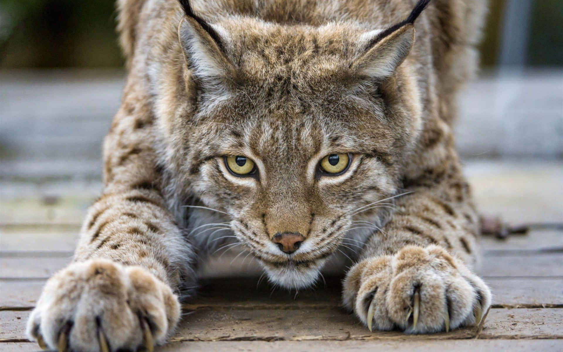 Intense Lynx Stare Background