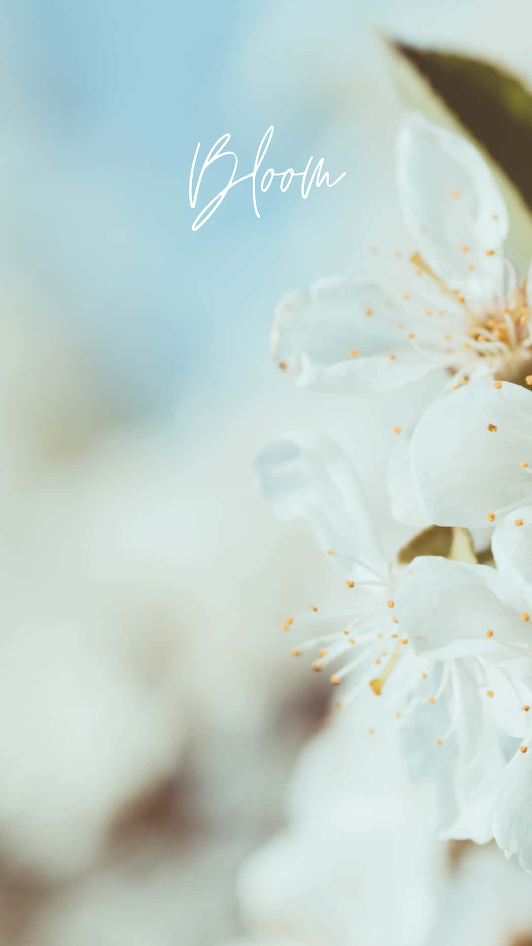 Intentional Bloom Background