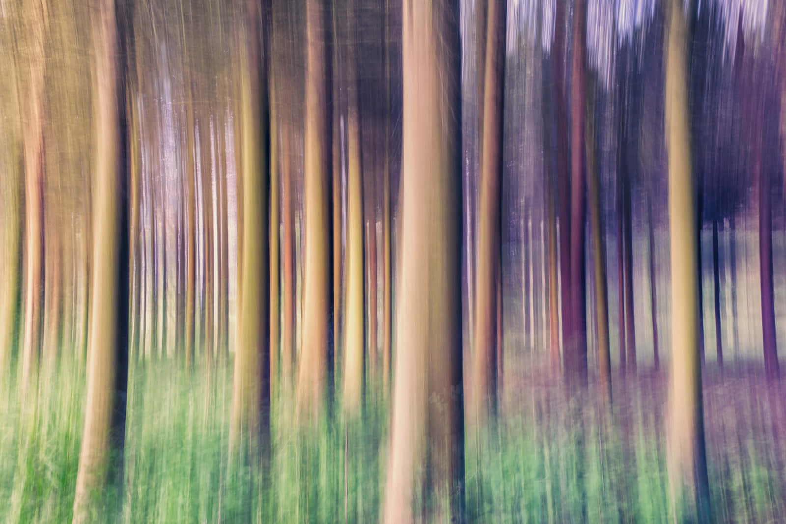 Intentionally Abstract Forest Background