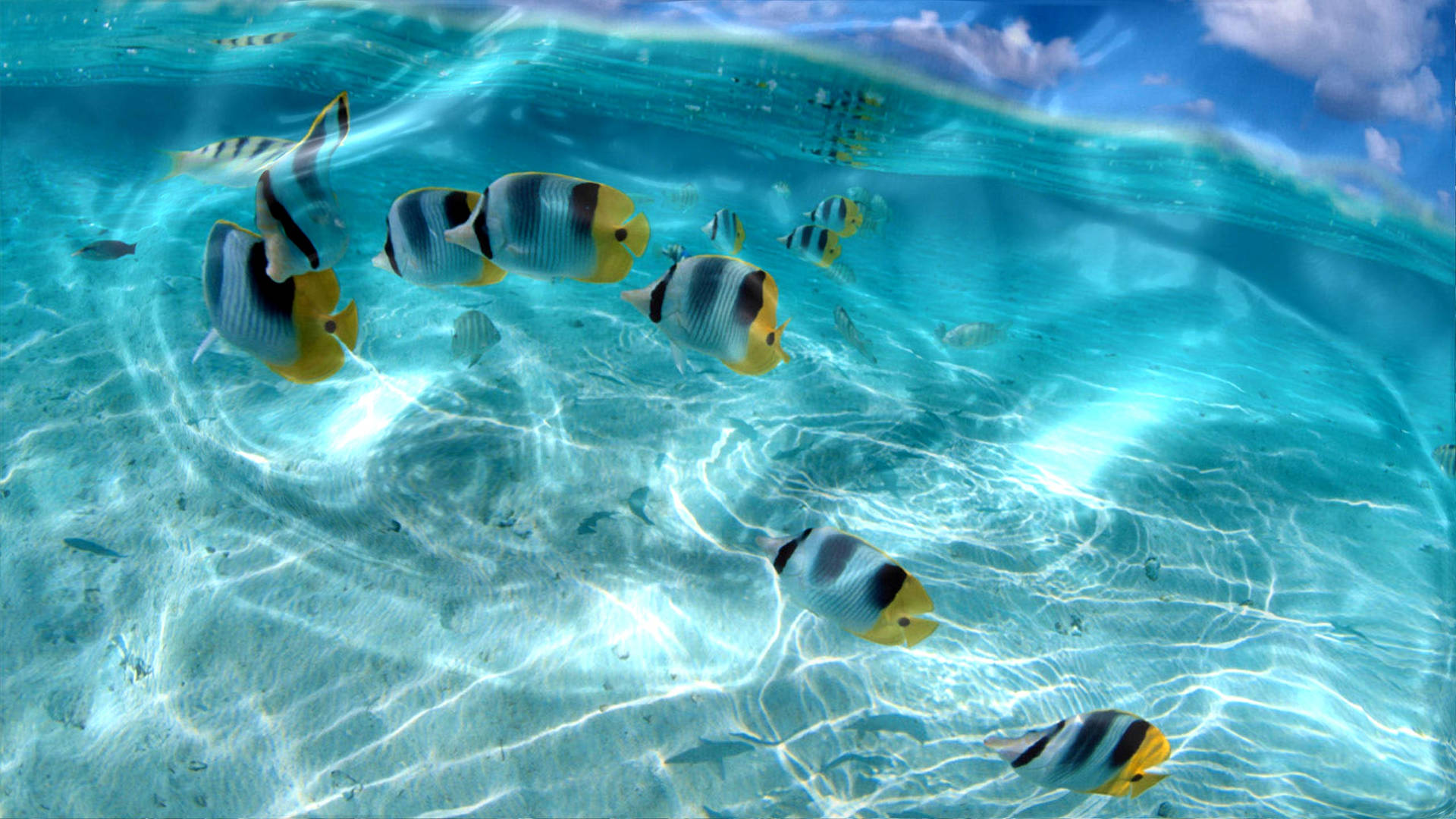 Interactive Tropical Fish Background